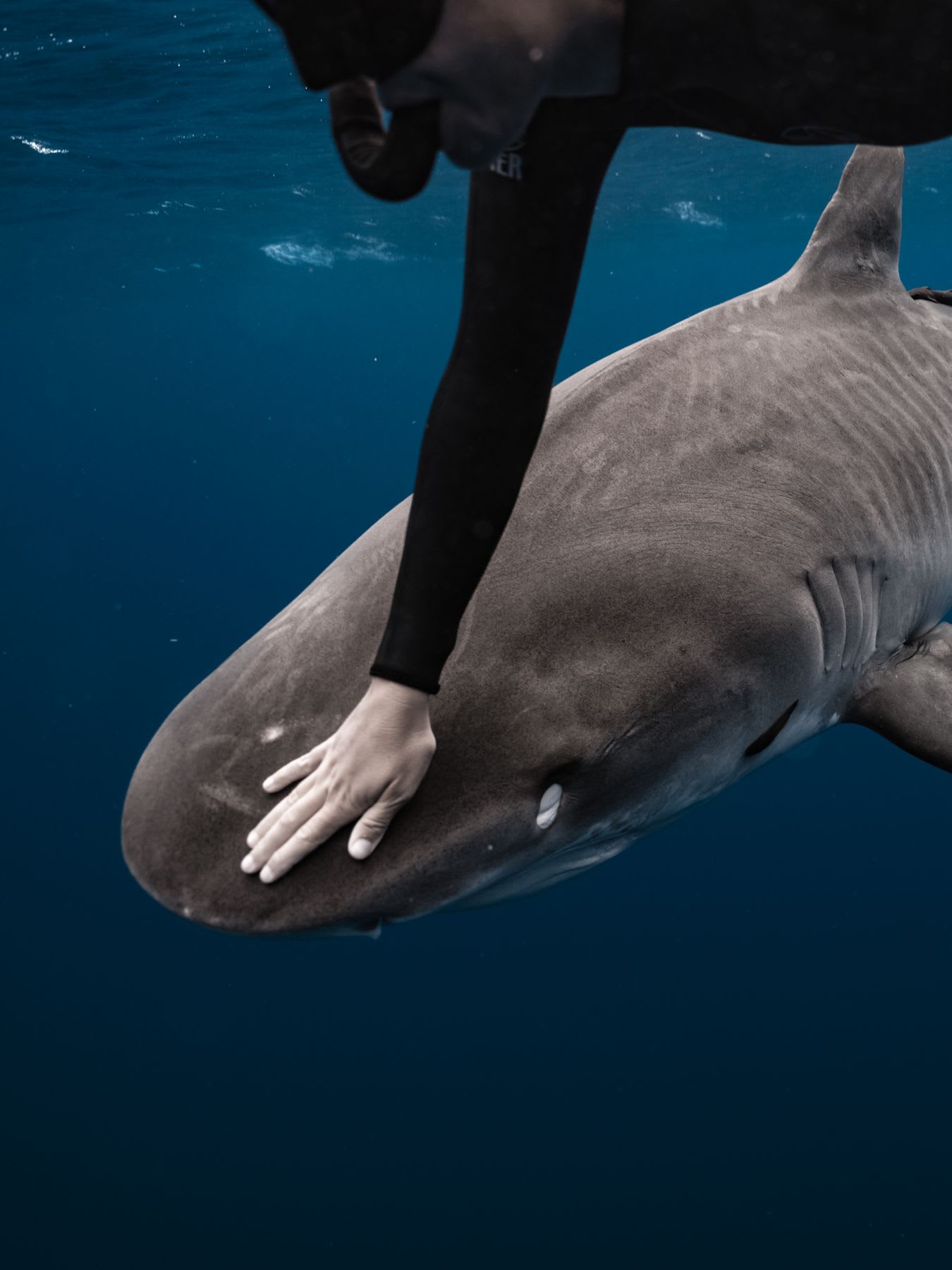 Diver touches a shark in deep blue ocean waters.