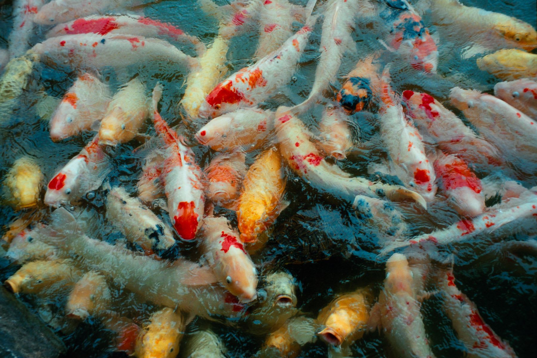 Dense gathering of multicolored koi fish in the water.