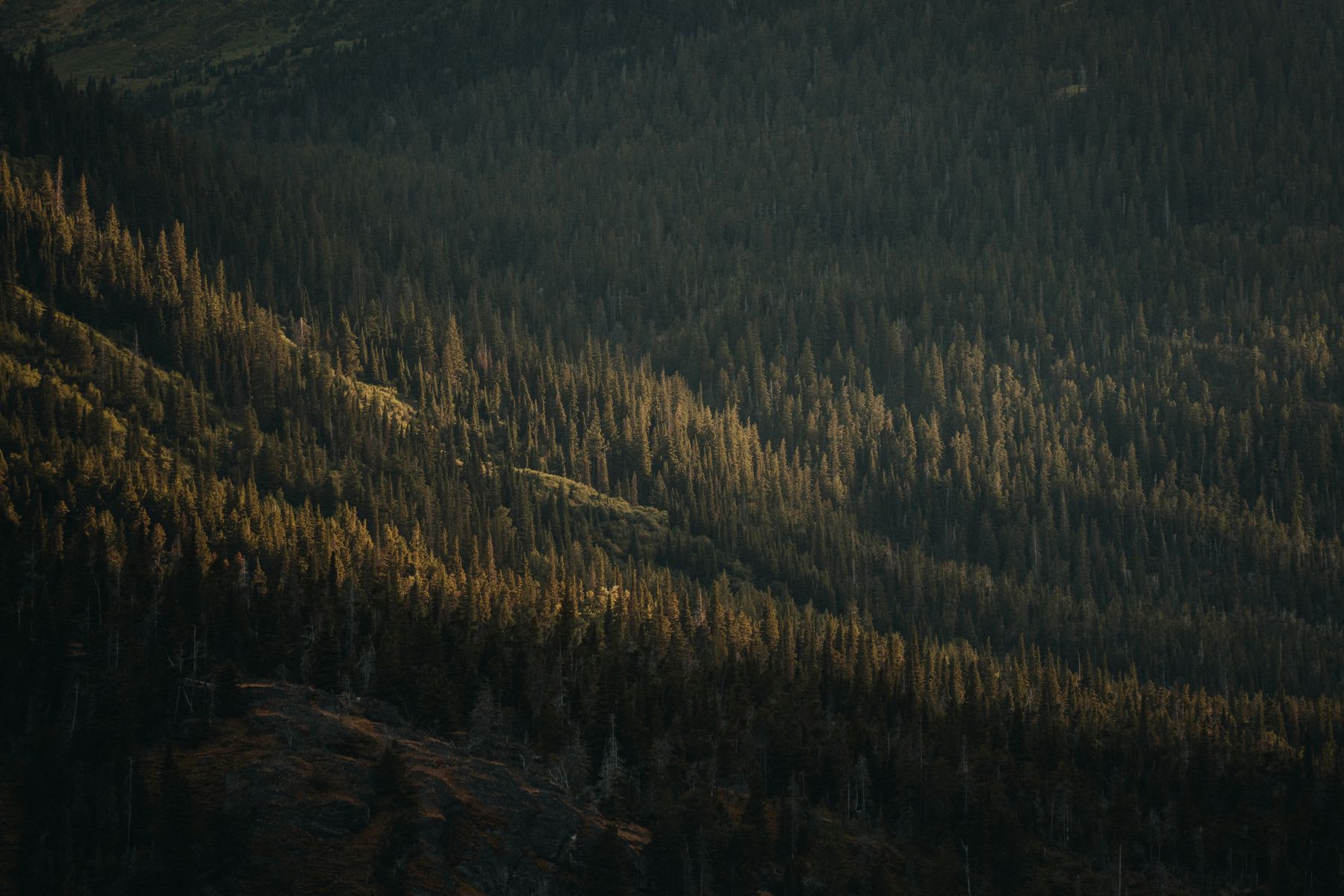 Forest of trees on a mountain slope and covering the valley