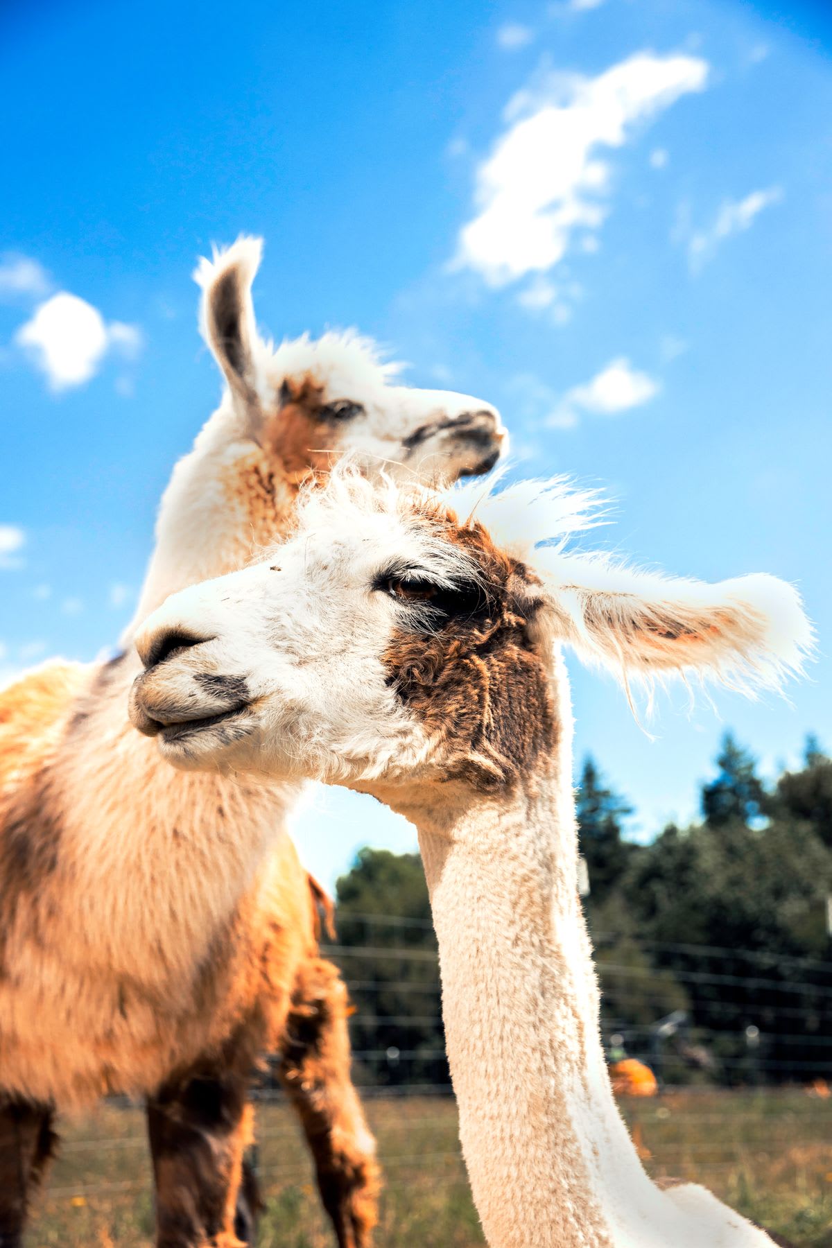 Two llamas stand close together on a grassy field under a bright blue sky with scattered clouds, with trees and a fence in the background.