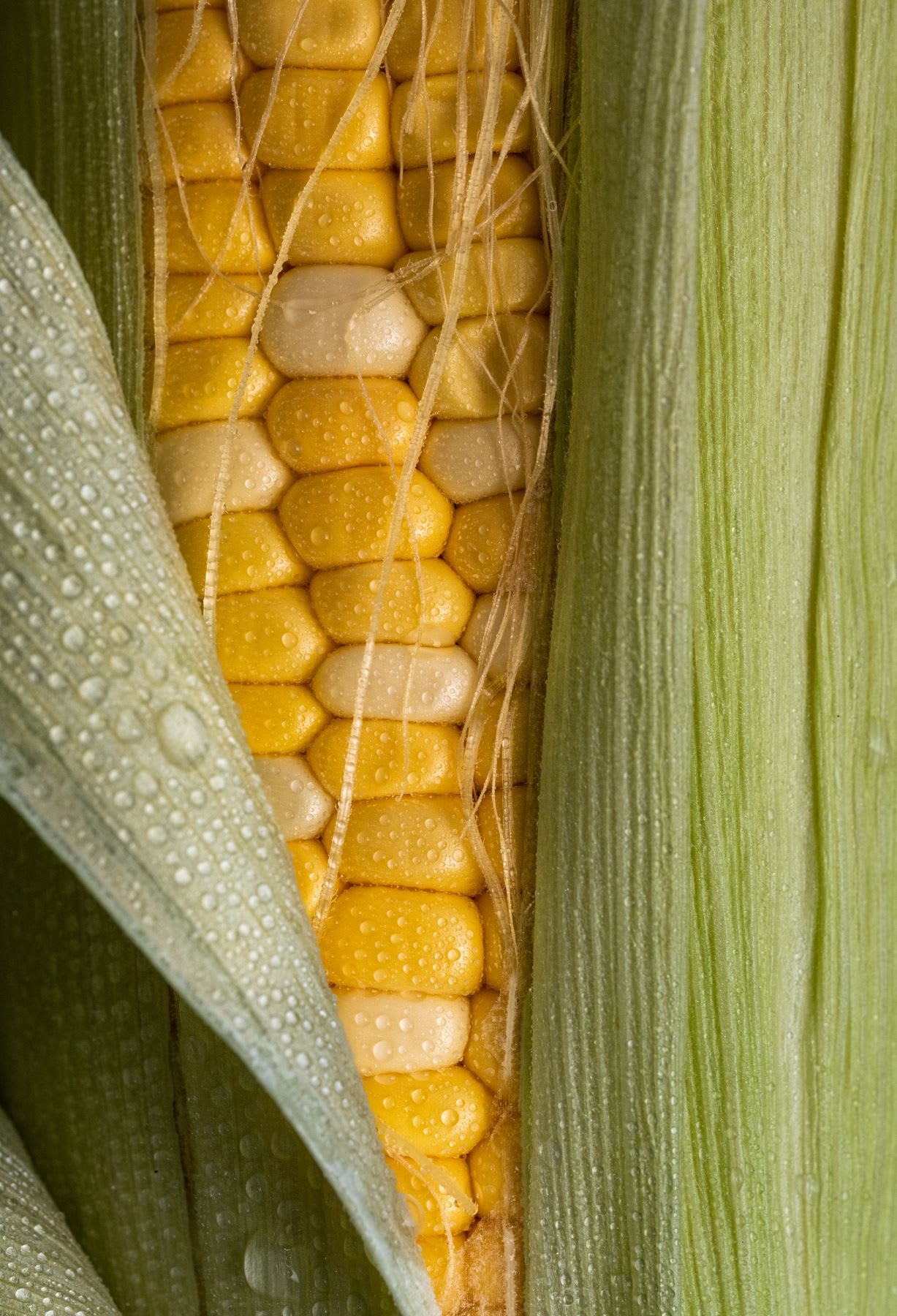 A close up image of some corn on the cob