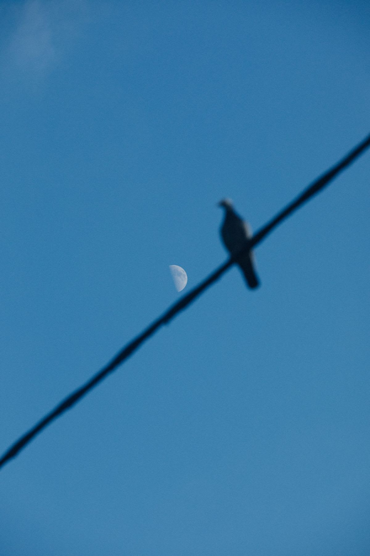 A half-moon is visible in the daytime sky behind the blurry silhouette of a bird perched on a wire.