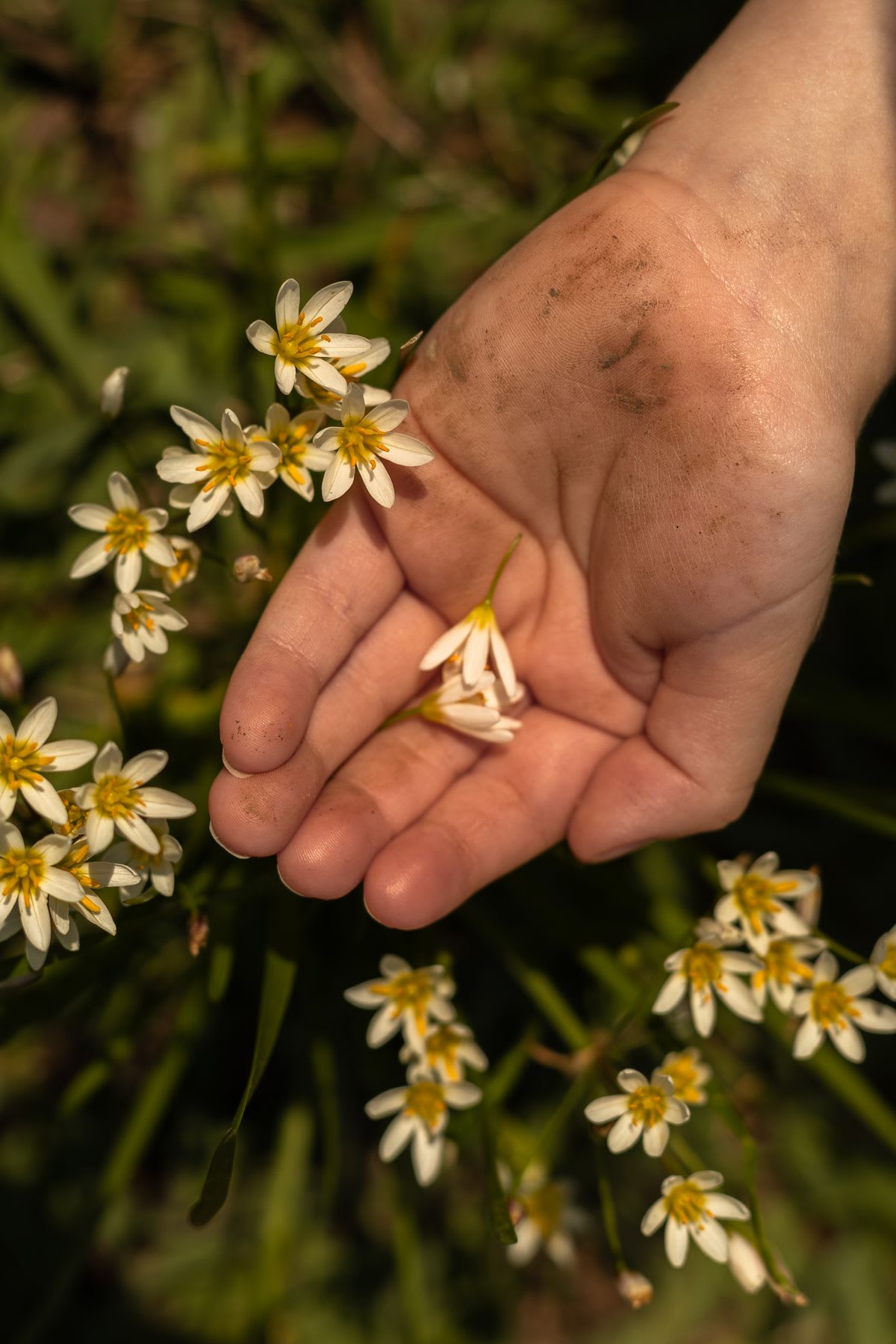A dirty small palm holding a couple of false garlic flowers above a bush