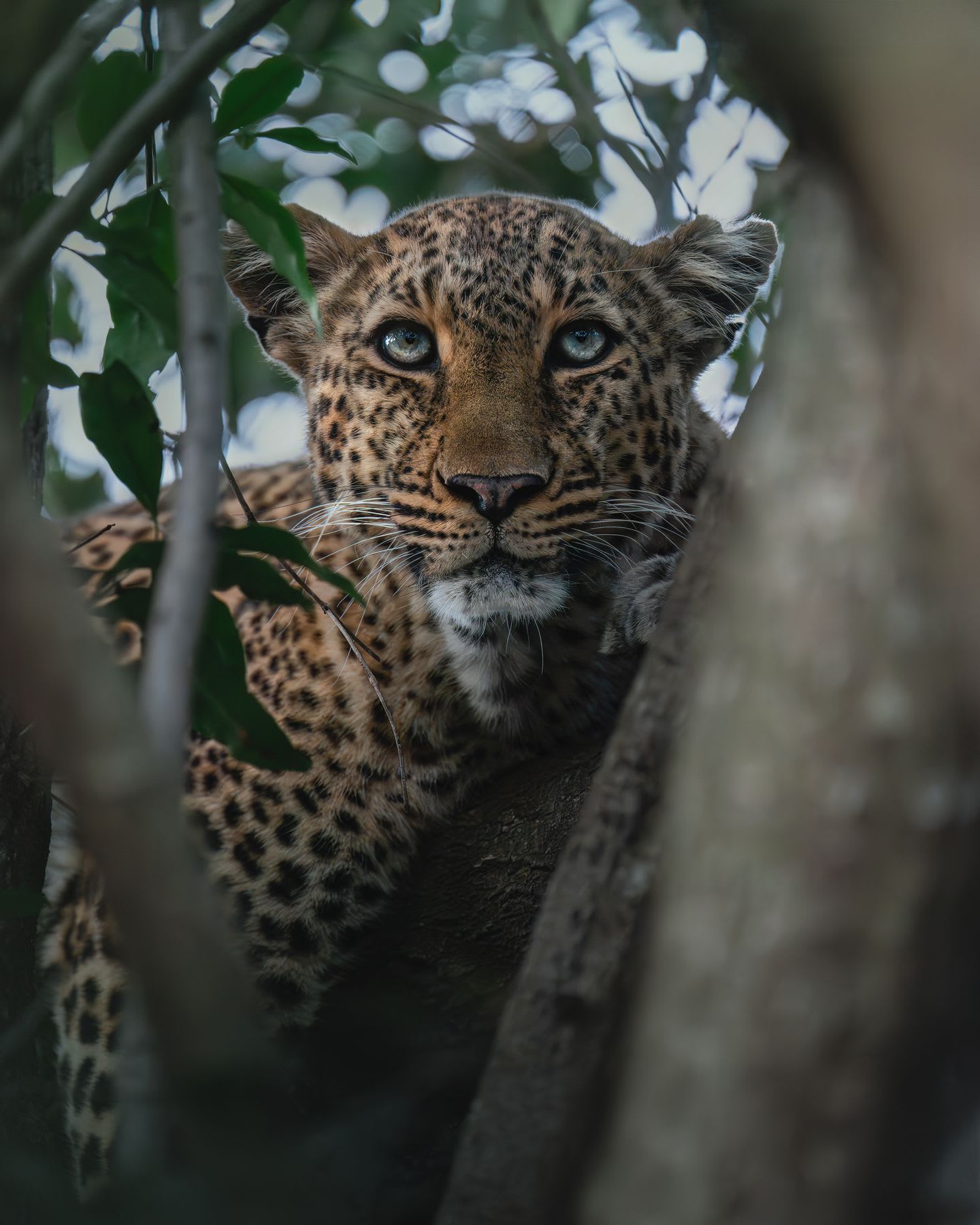 A leopard is peering through the branches of a tree.