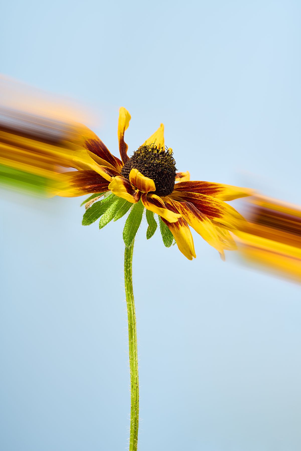 A clip of a flower