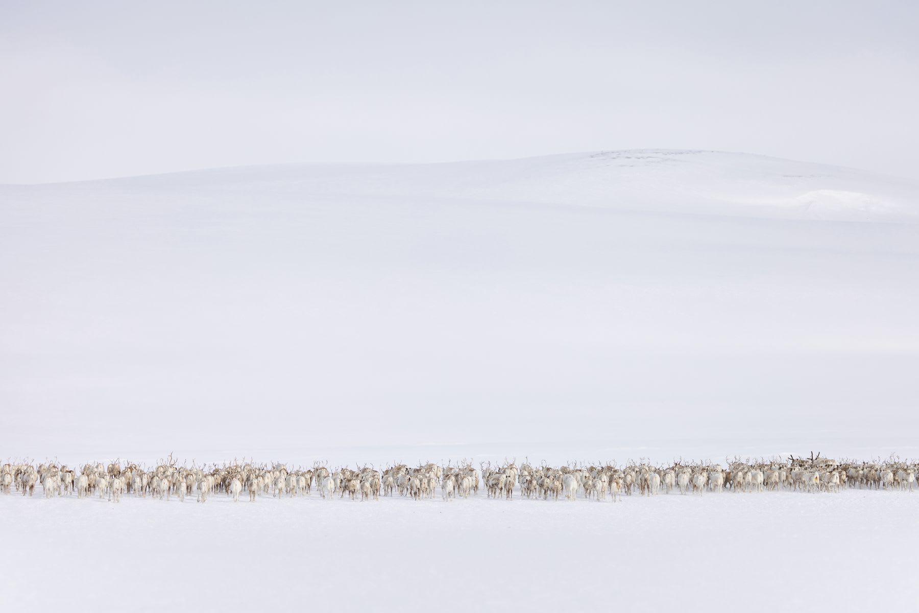 A huge group of animals together in an environment with the ground all white with snow