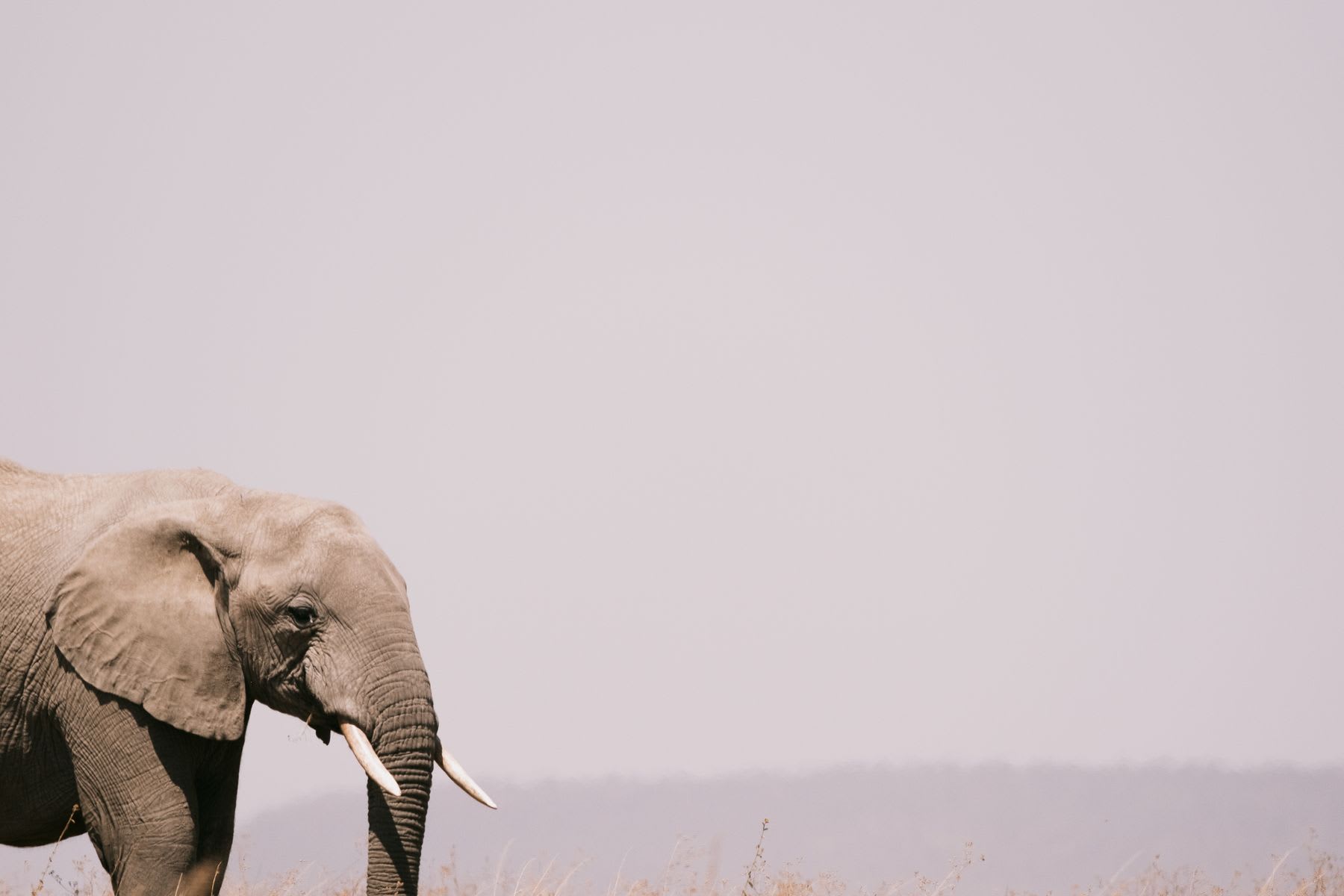 An elephant walks through dry grass with its head slightly tilted.