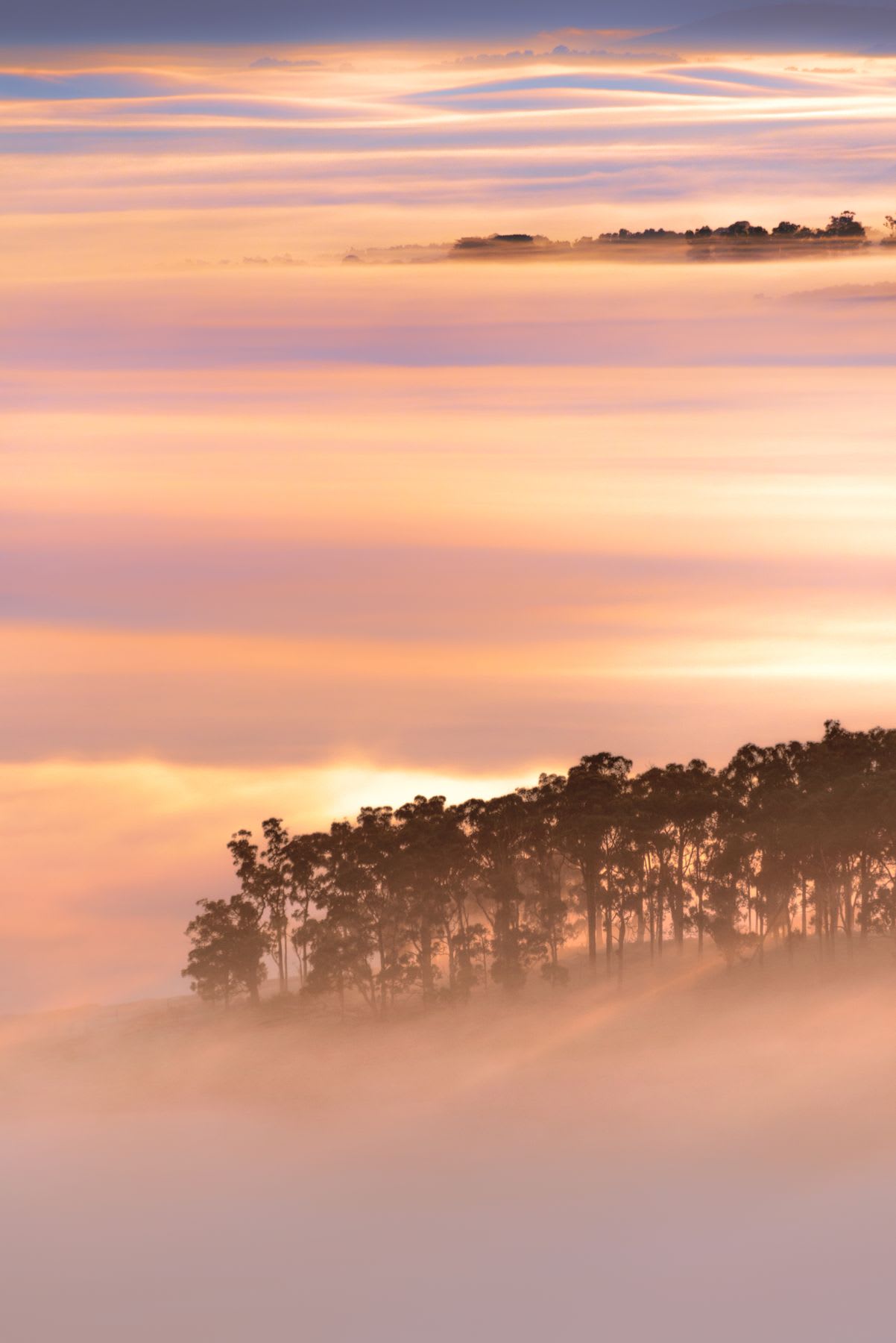 Trees wreathed in clouds