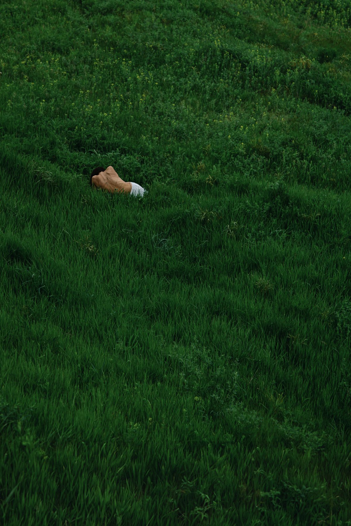 A person with a bare back lies partially hidden in a vast, lush field of tall, vibrant green grass.