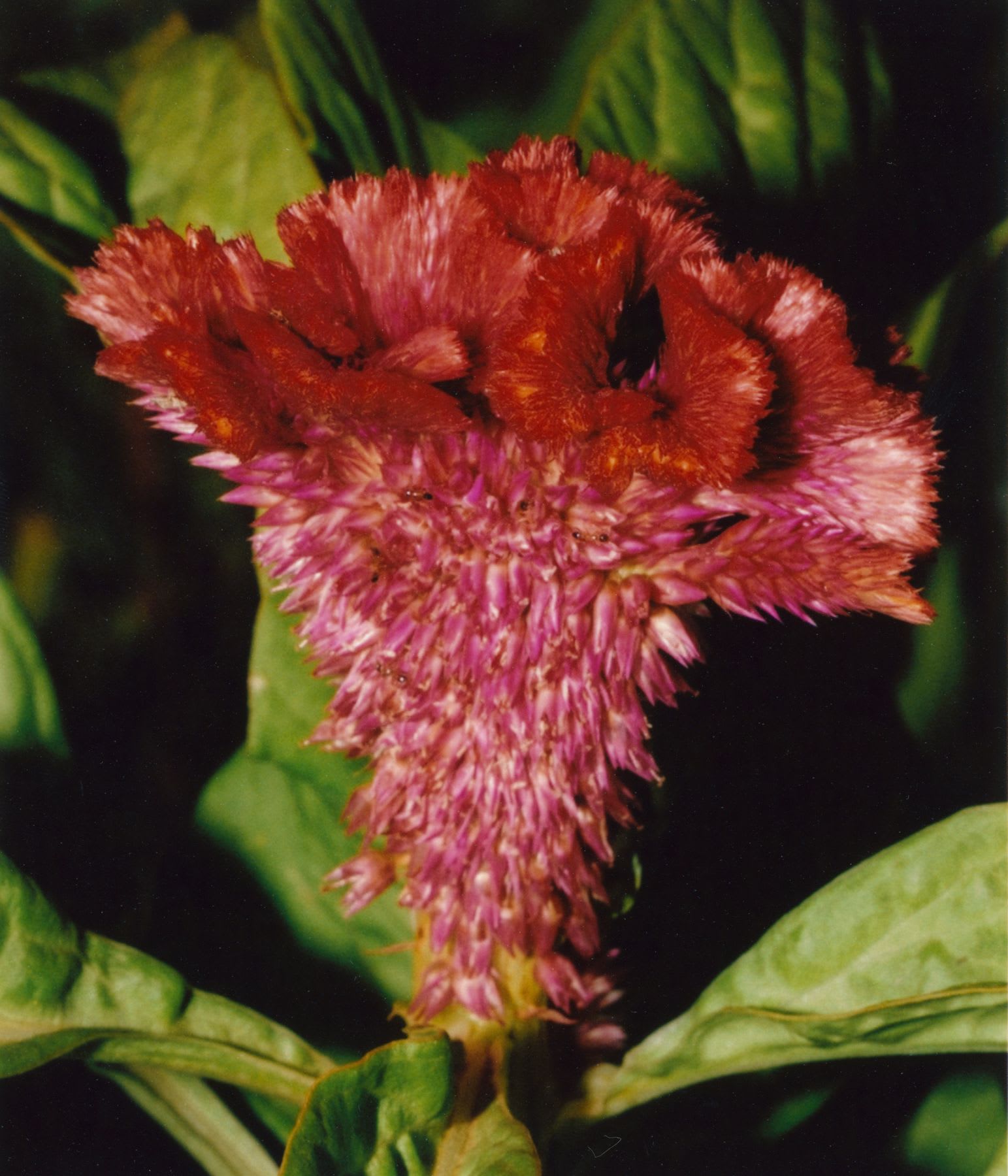 a beautiful red flower is blooming on a bush