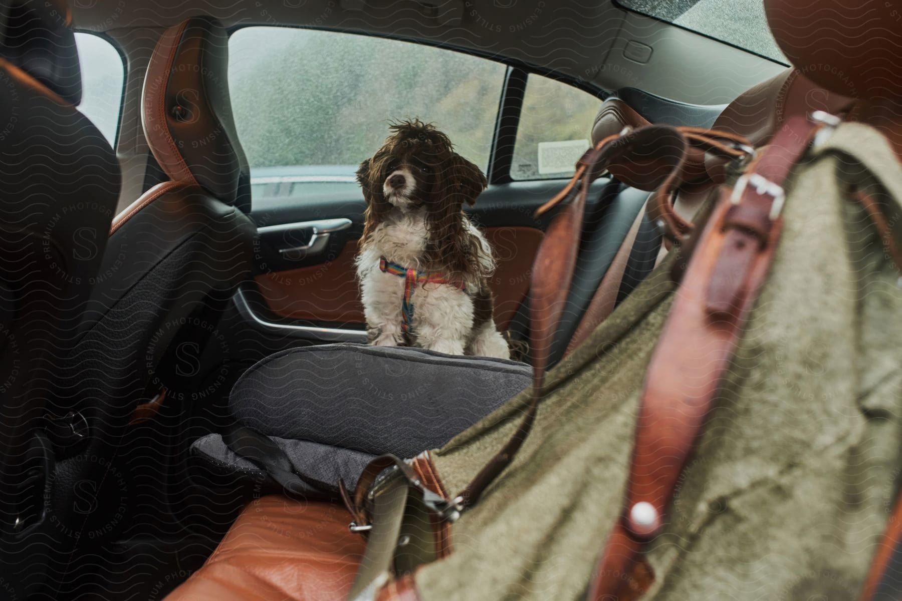 A dark brown and white shaggy small dog is sitting in the back seat of a car on a rainy day.