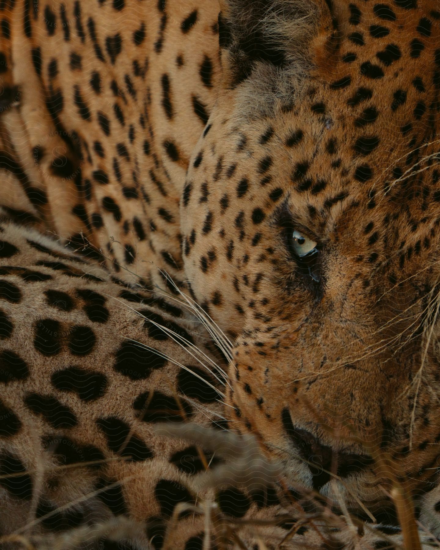 A jaguar lying in the jungle during the day.