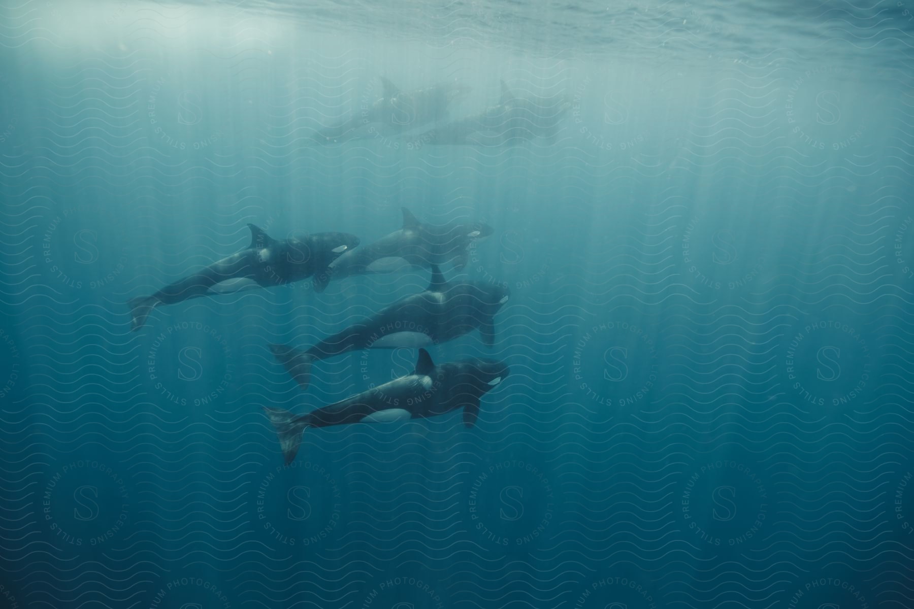 a group of killer whales swimming in the ocean