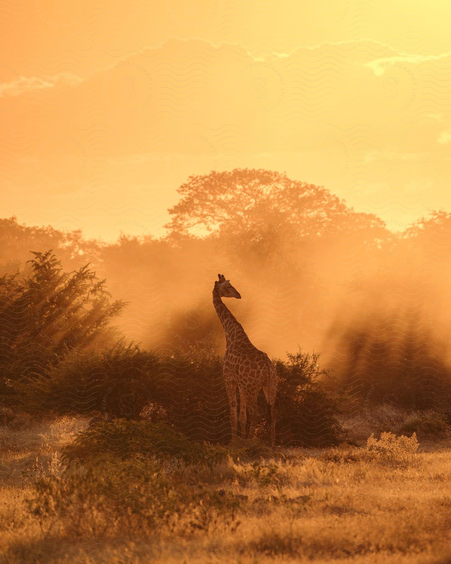 The sun shines brightly as a giraffe stands in a field