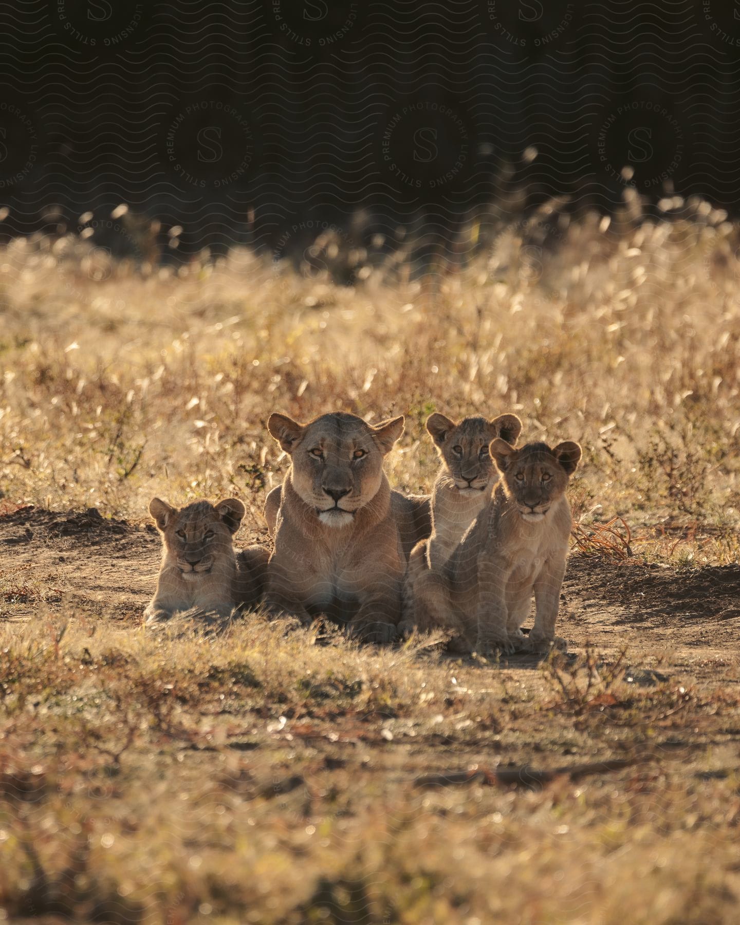 Lioness and cubs sit in the African grassland