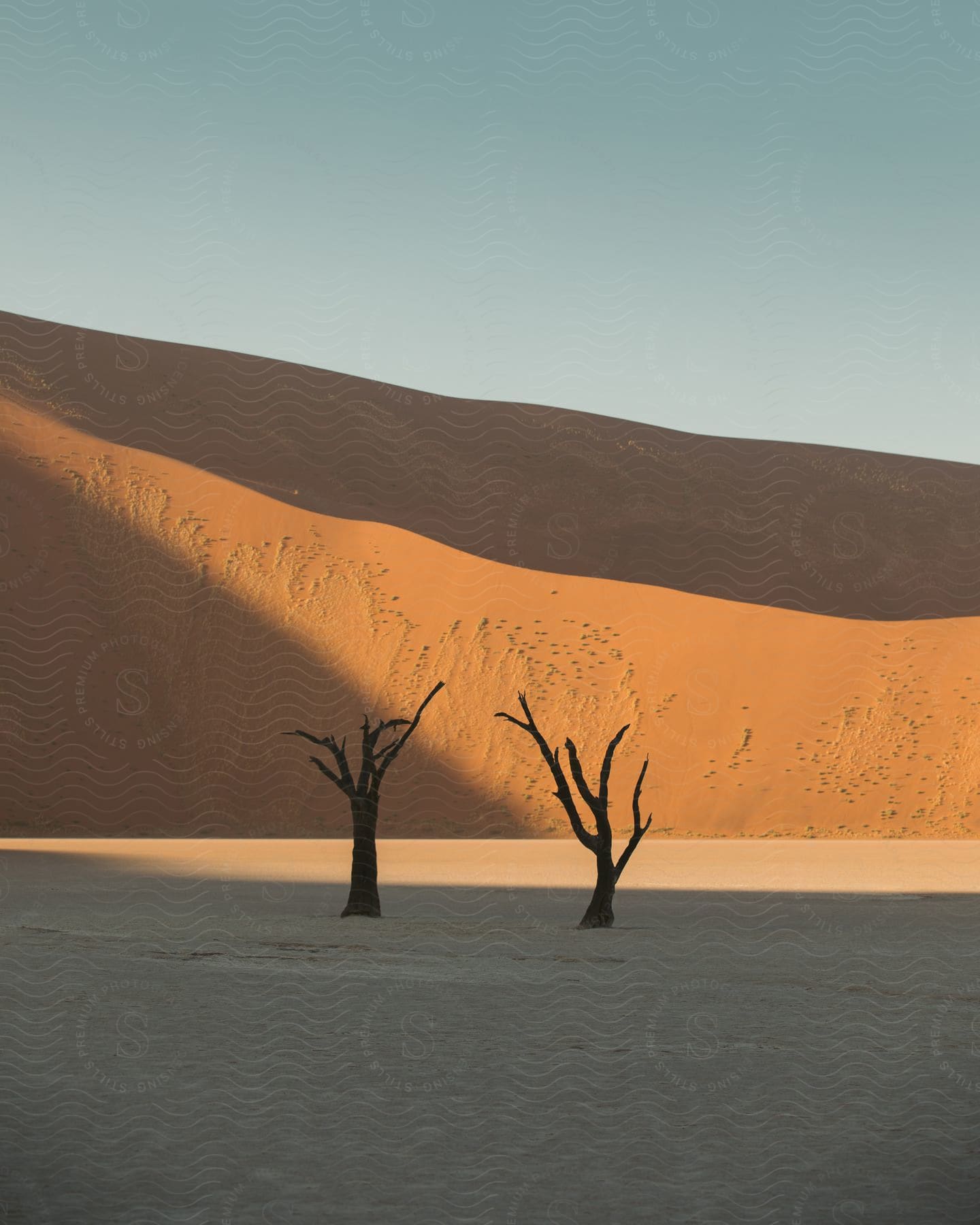 Two dead trees in front of a desert sand dune.