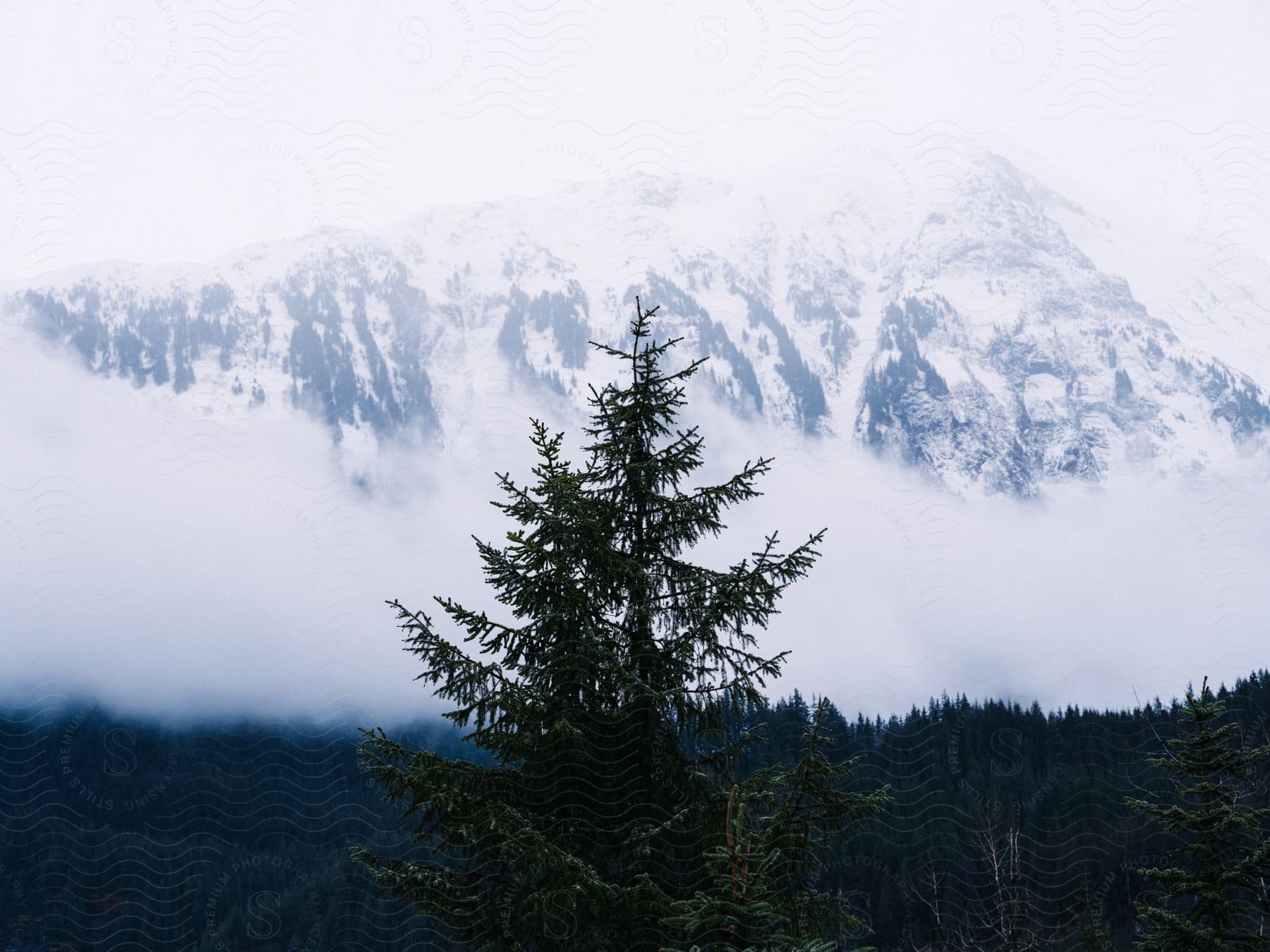 A single evergreen tree rises out of a forest at the foot of a vast snowy mountain.