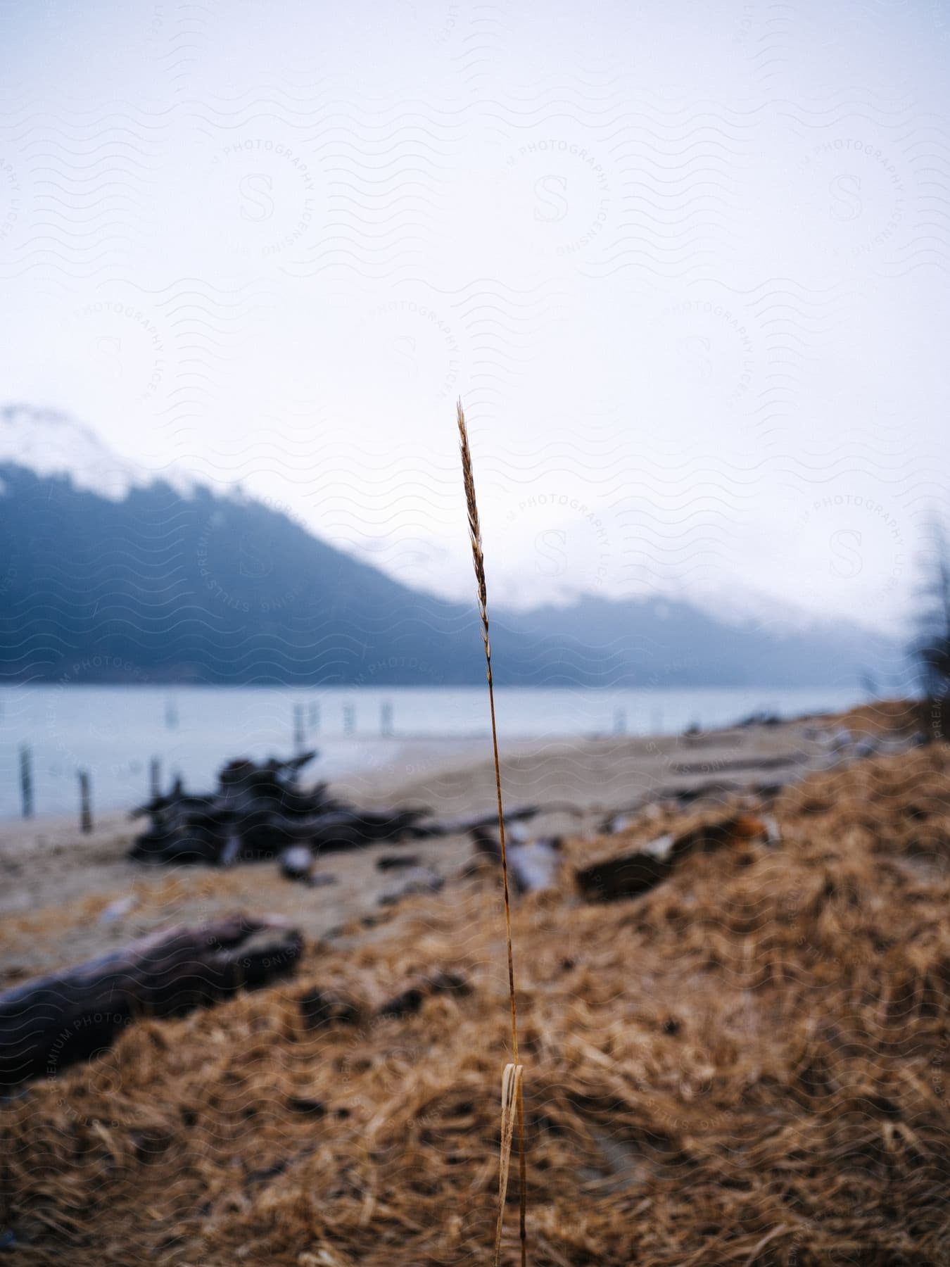 A blade of tall beach grass with beach pylons and mountains behind