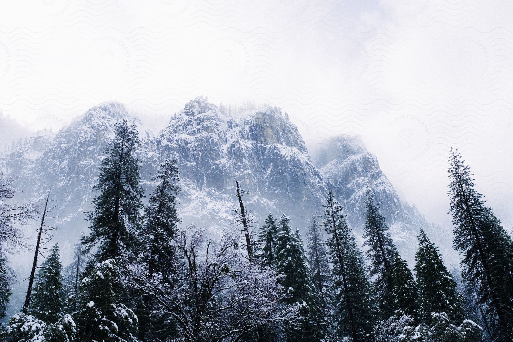 Craggy mountains rise above snow covered evergreen trees.