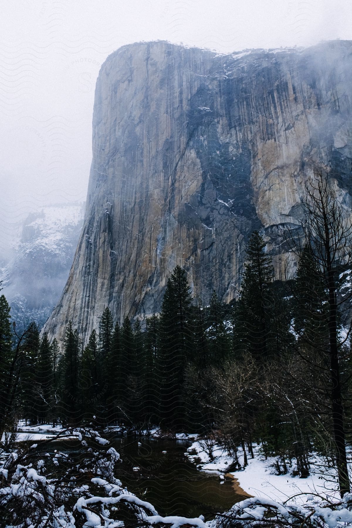 Trees grow along a path at the foot of a mountain canyon