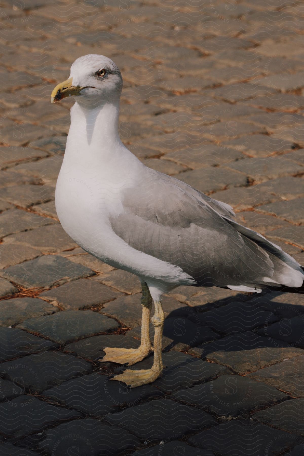 A grey and white gull stands on a brick cobblestone street.