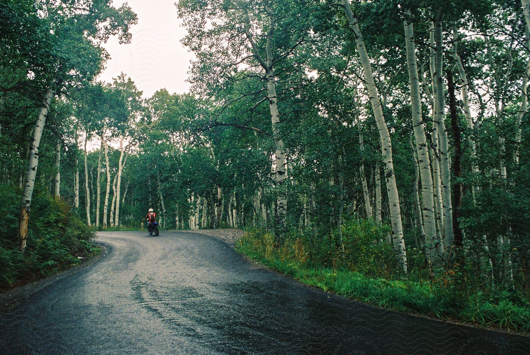 A biker cruises up the highway on his motorcycle, with the lush green forest flanking both sides