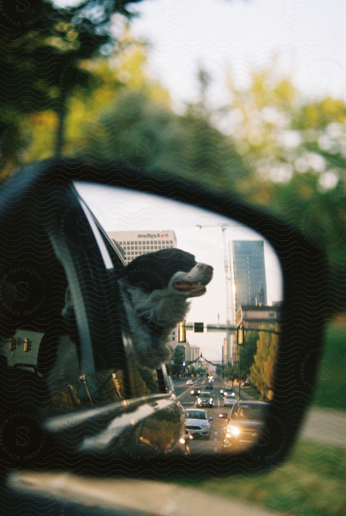 Dog rides in car with head out of window as seen in side view mirror