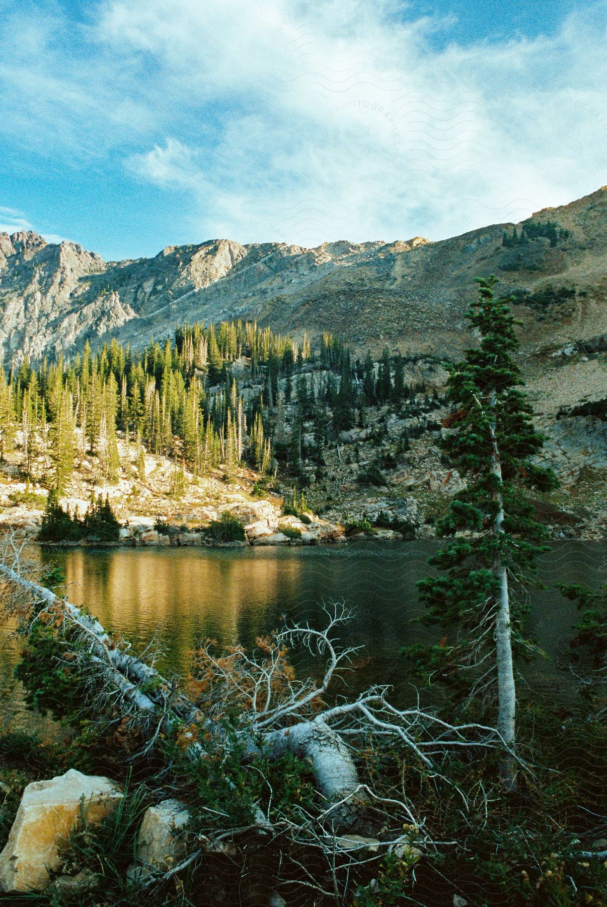 Landscape of a lake surrounded by mountains and coniferous trees under a blue sky.