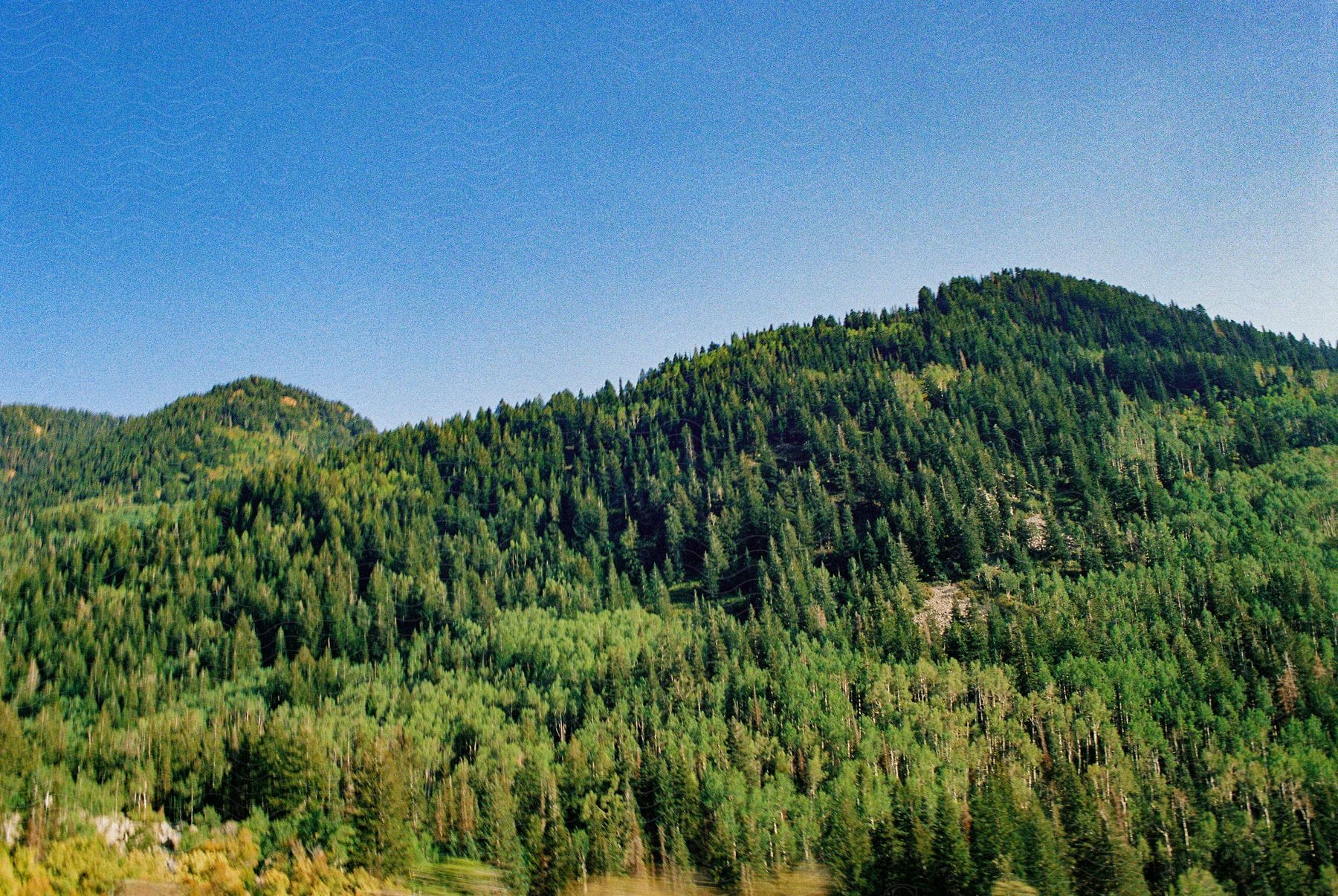 A mountain filled with green evergreen trees.