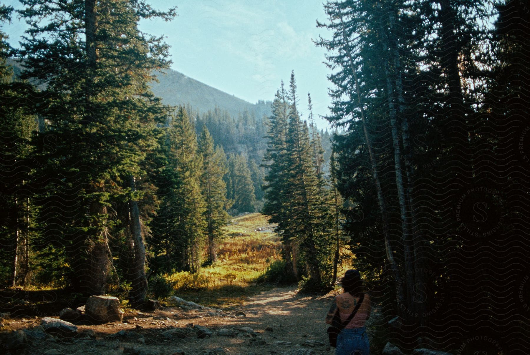 A woman hikes through a clearing in an evergreen forest.