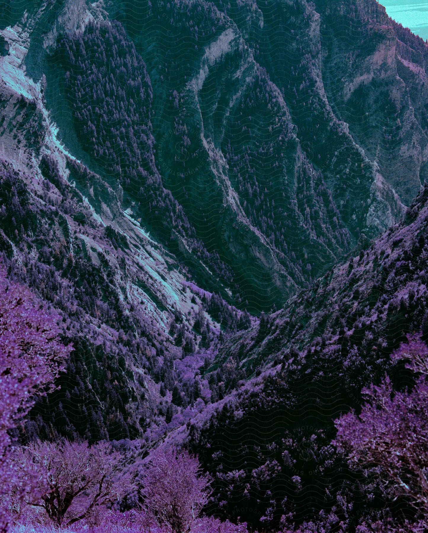 a purple valley in the high mountains