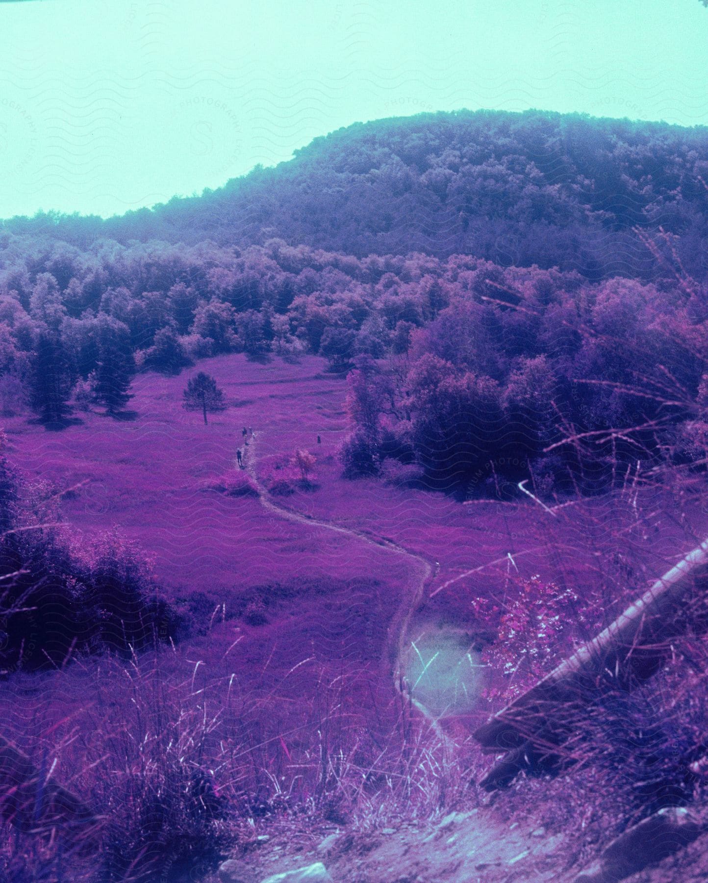 Distant people walking down a path in a field  with forest and mountain in the background