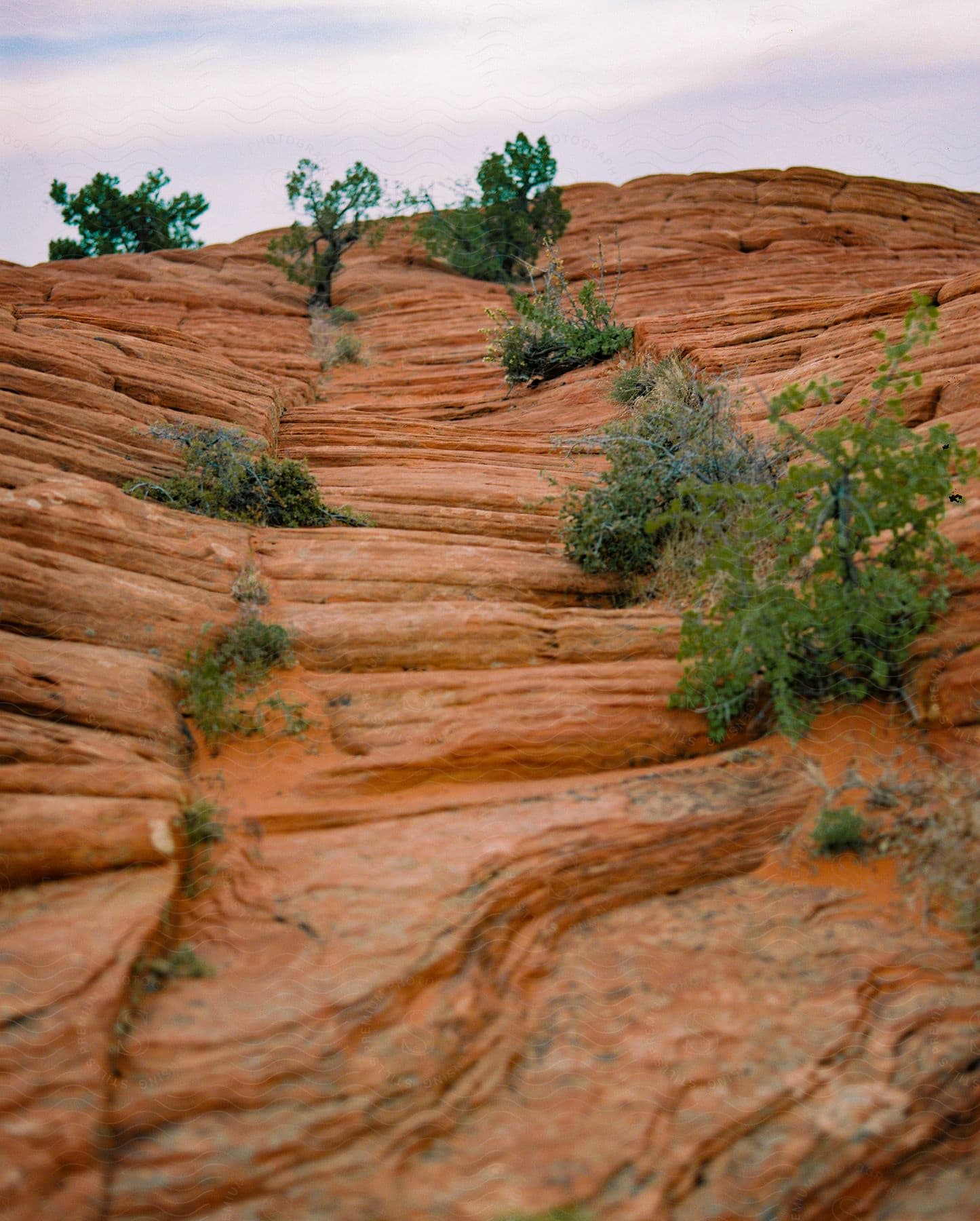 Plants grow on red stone cliff face under a cloudy sky.