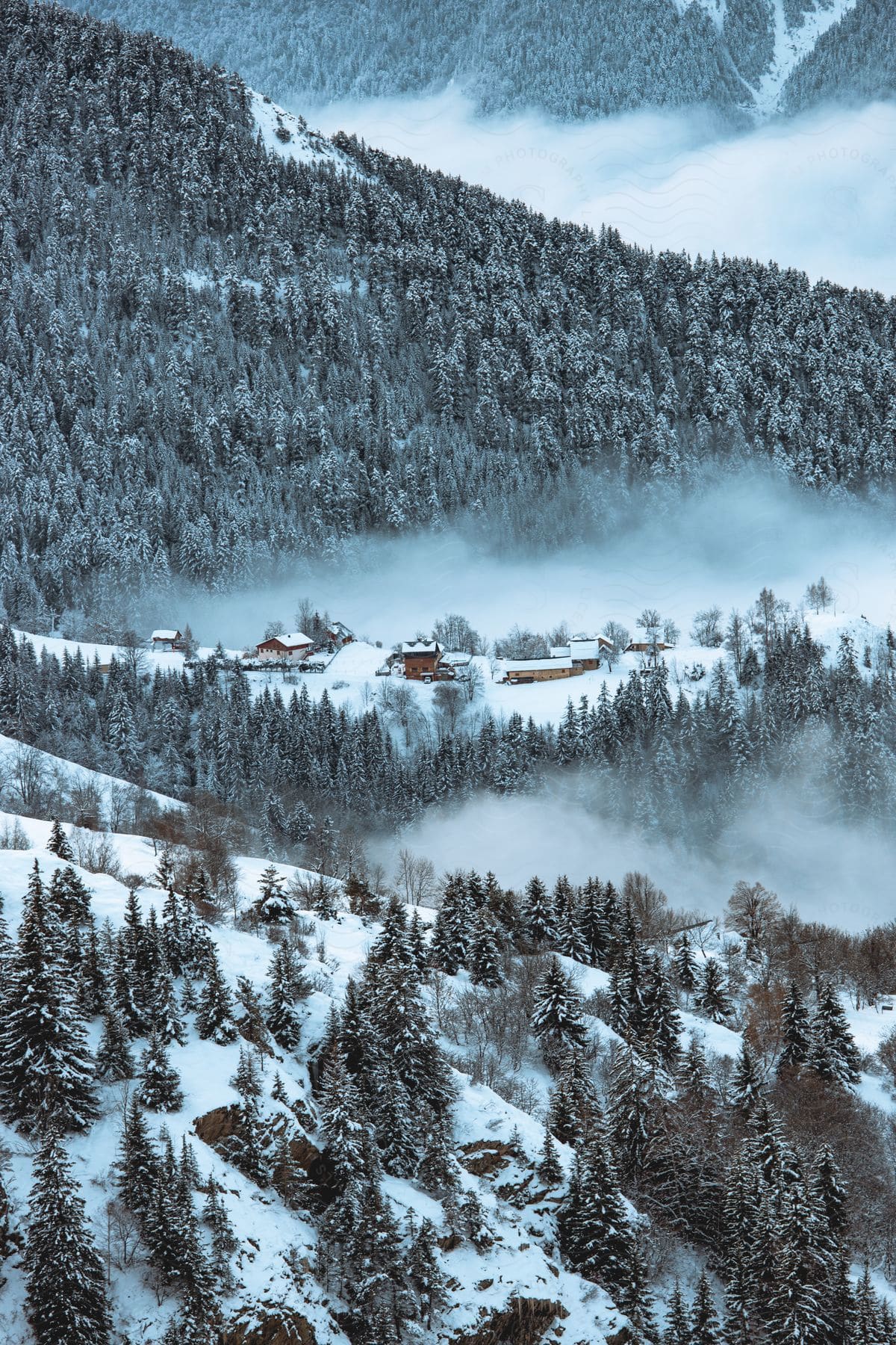 Wood cabins on the slopes of a mountain surrounded by pine tree forests