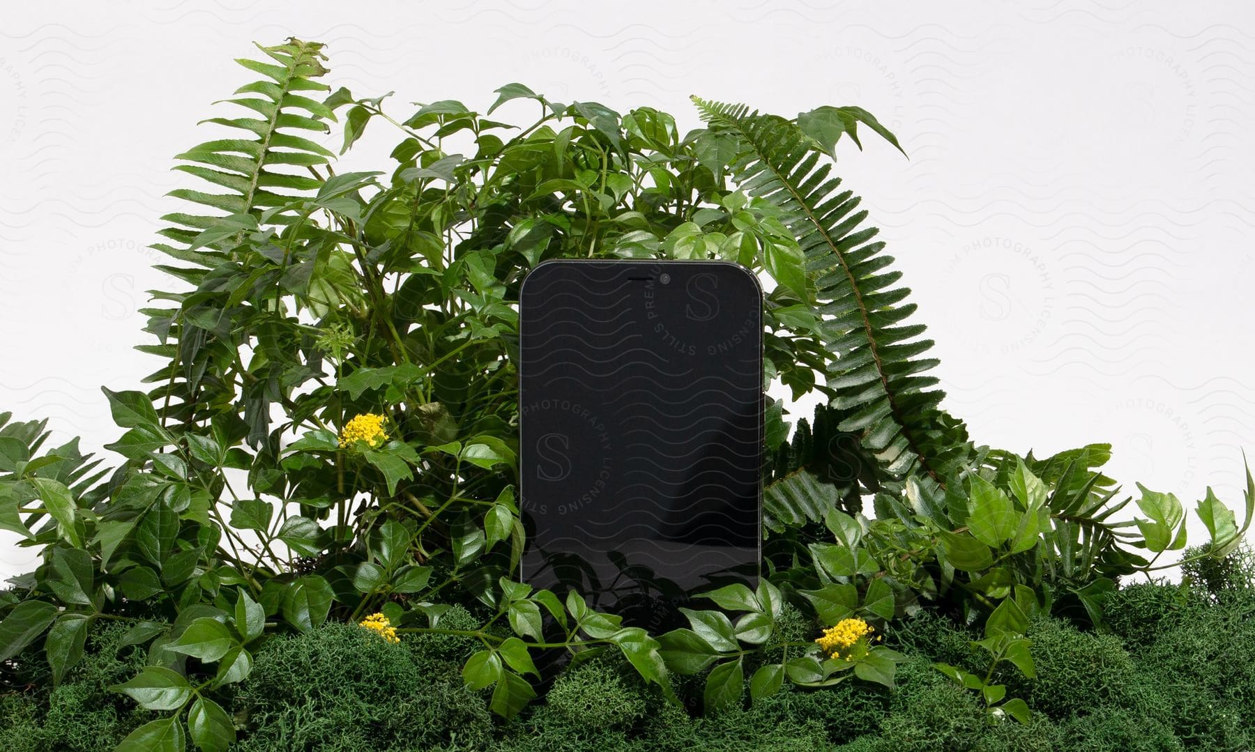 Stock photo of iphone amidst green plants with a white background.