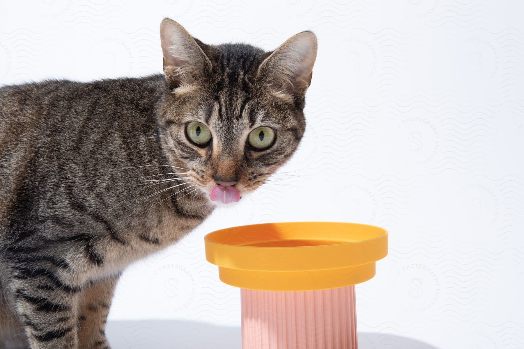 A curious cat with its tongue out, standing next to a yellow cup on a white background.