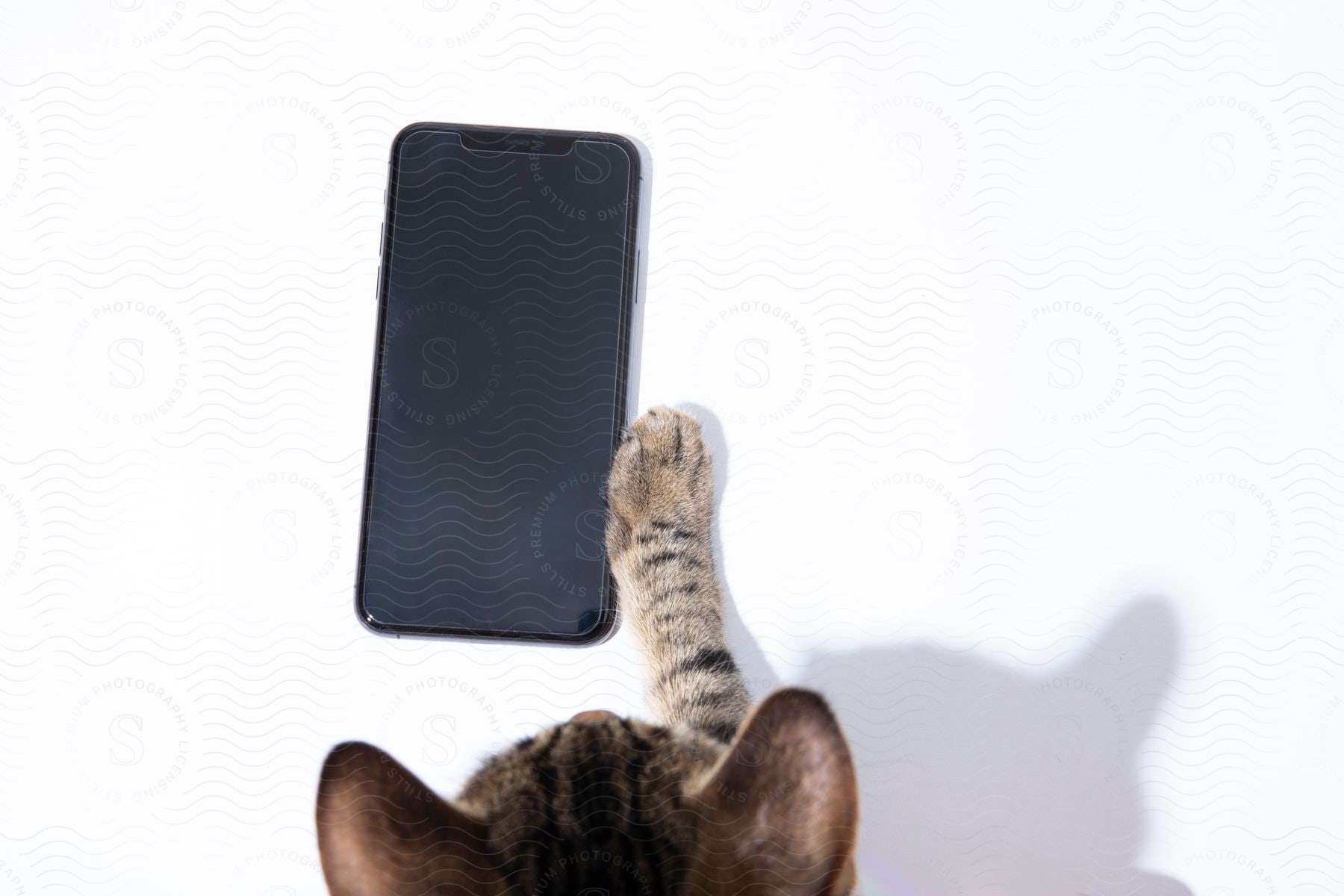 Cat touches edge of smartphone.