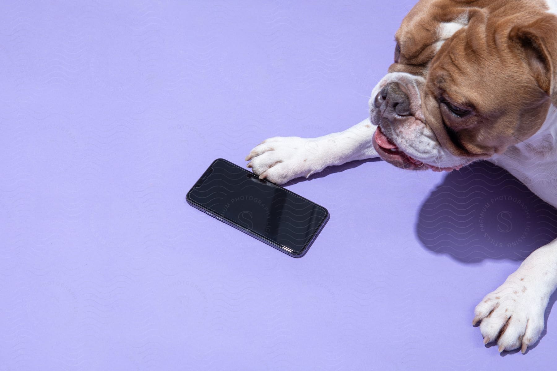 A bulldog is on the floor with it's paw on a cell phone