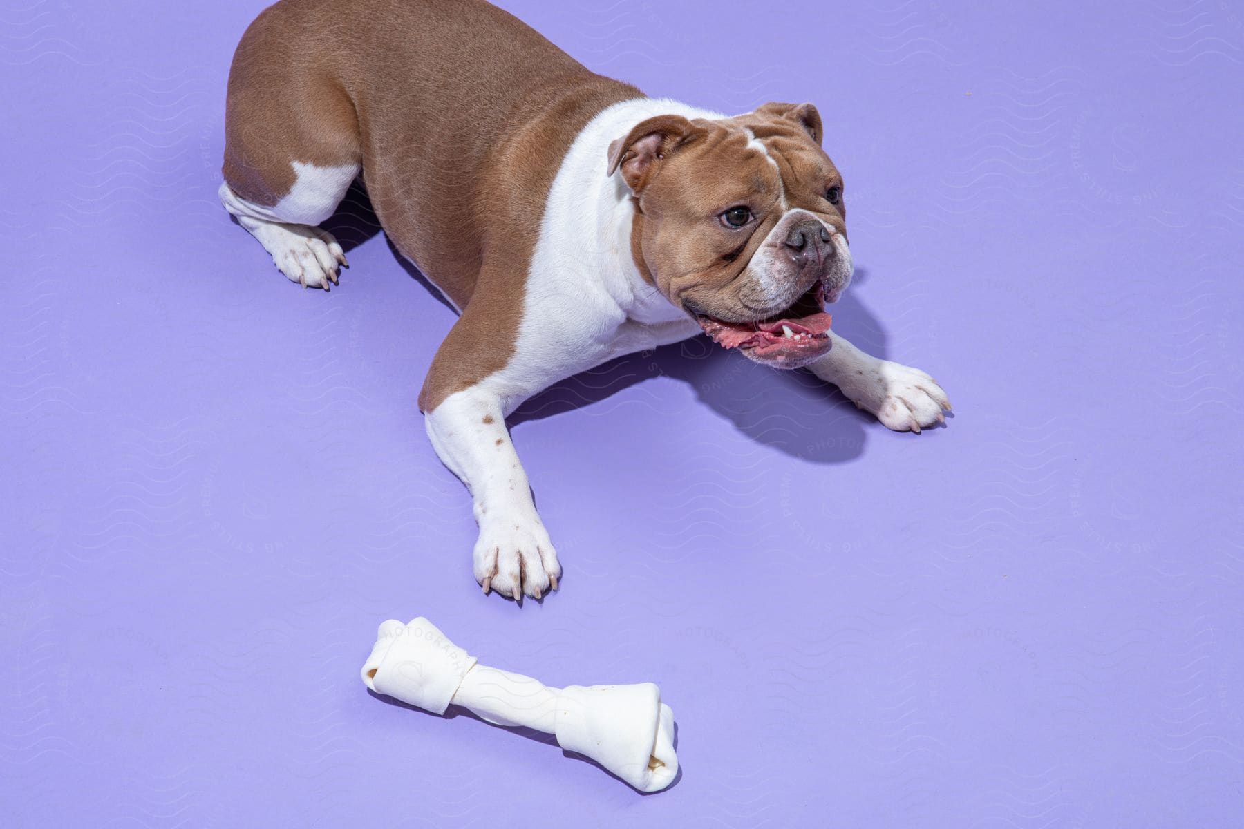 Dog lying down and an artificial bone next to it.