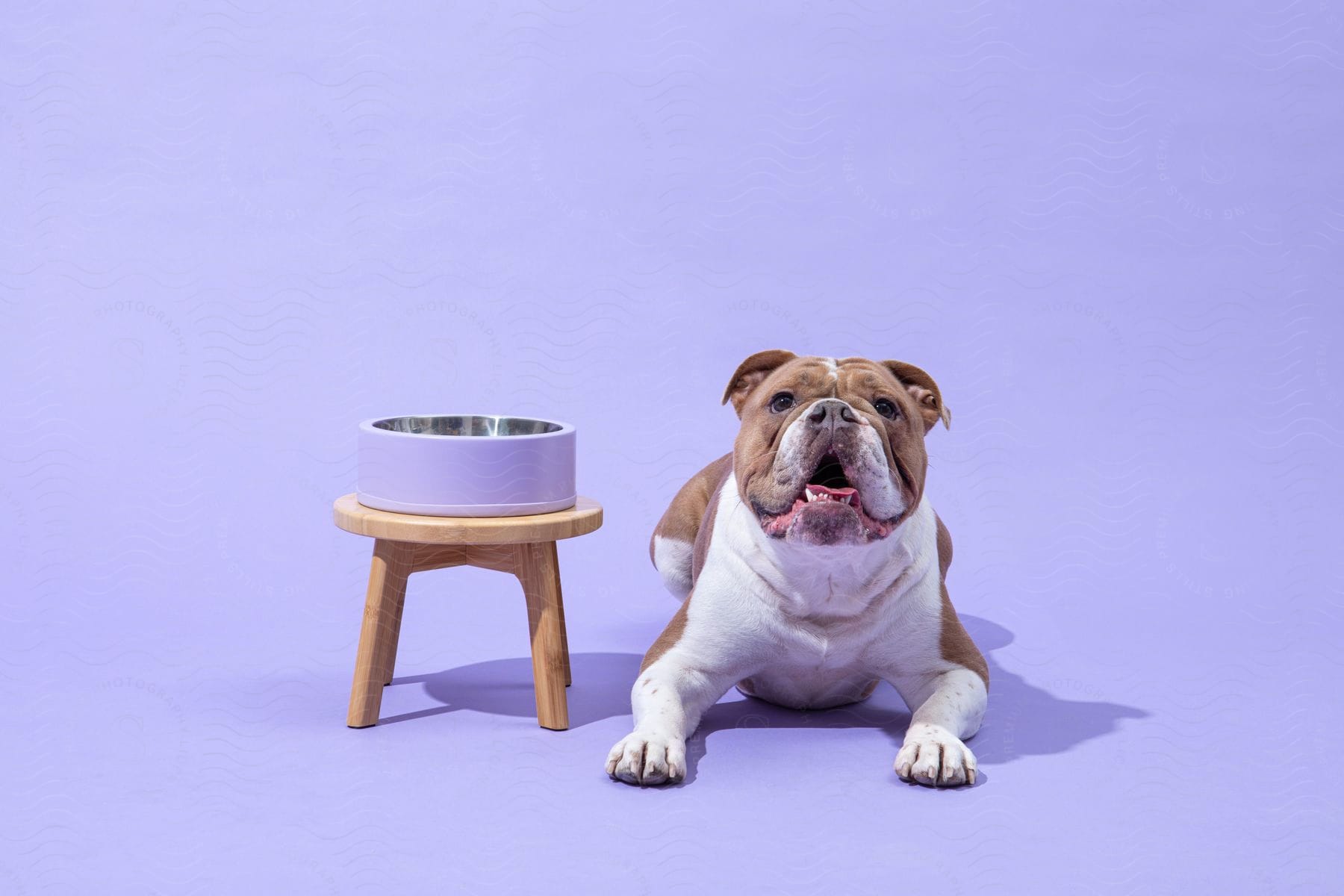 a bull dog sitting in a purple room next to a stool with a bowl on top