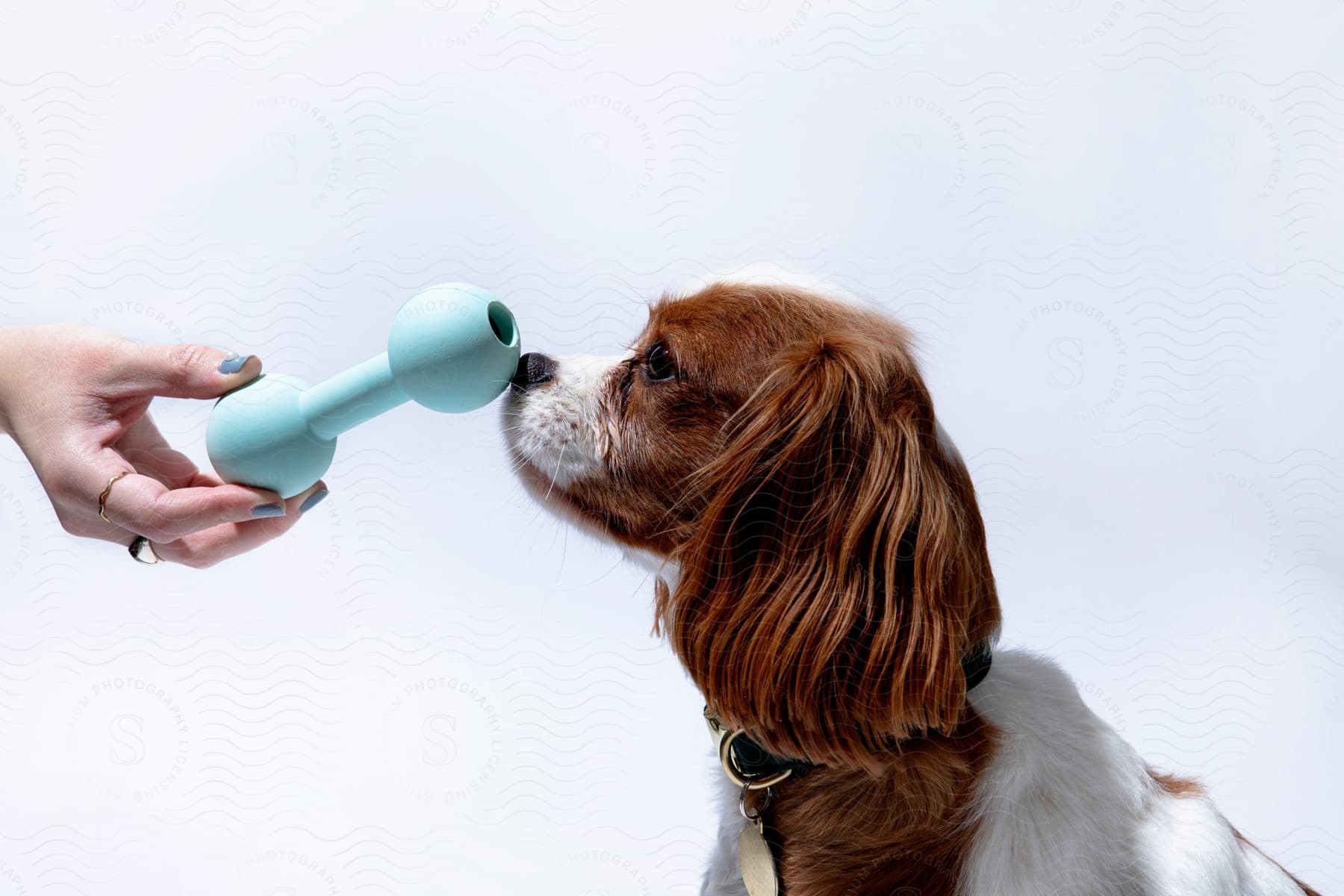 woman's hand gently places a 10mois baby toy on the snout of a curious Cavalier King Charles Spaniel