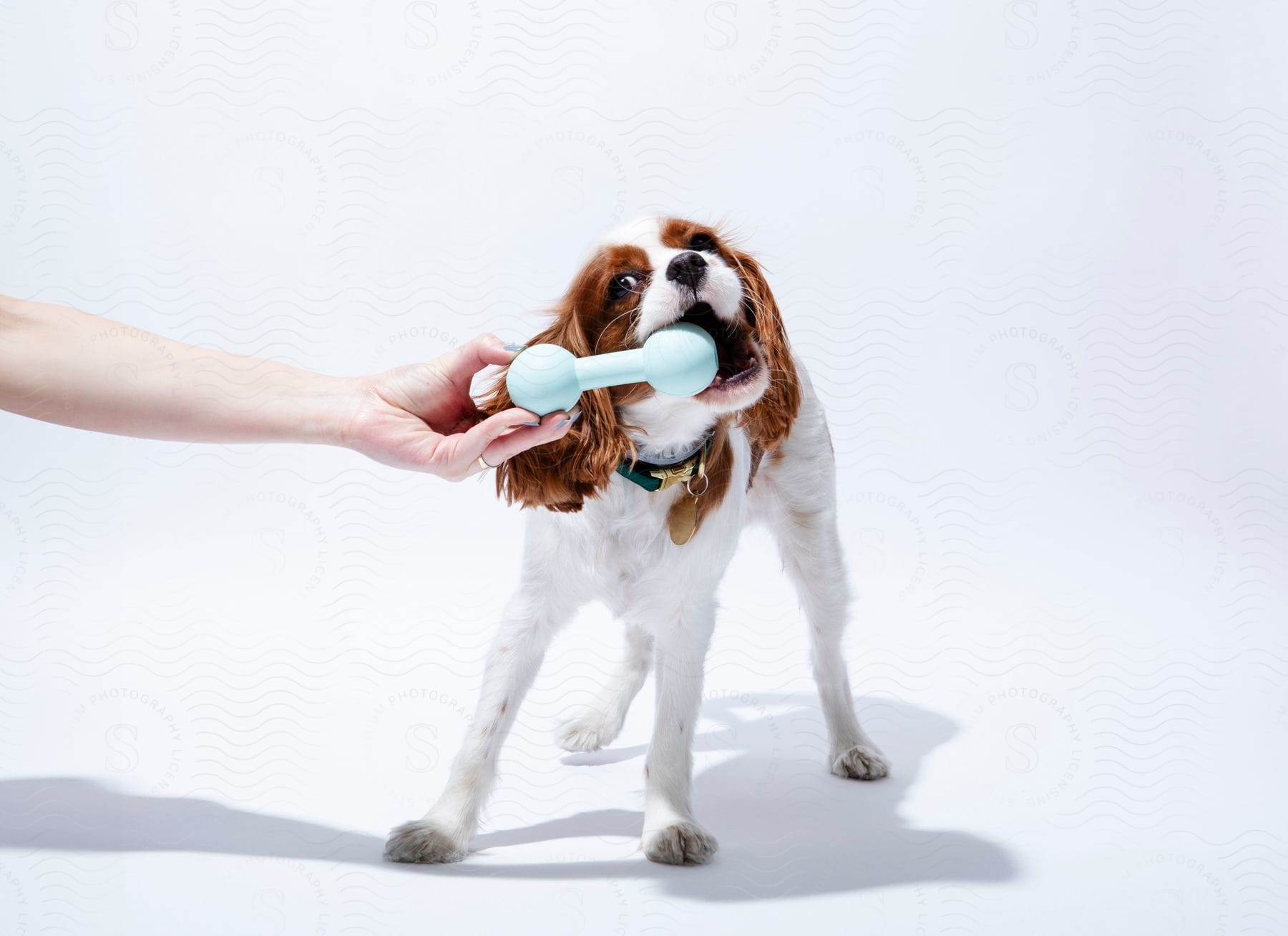 Cavalier King Charles Spaniel dog pulling a toy bone from a person's hands with its mouth.