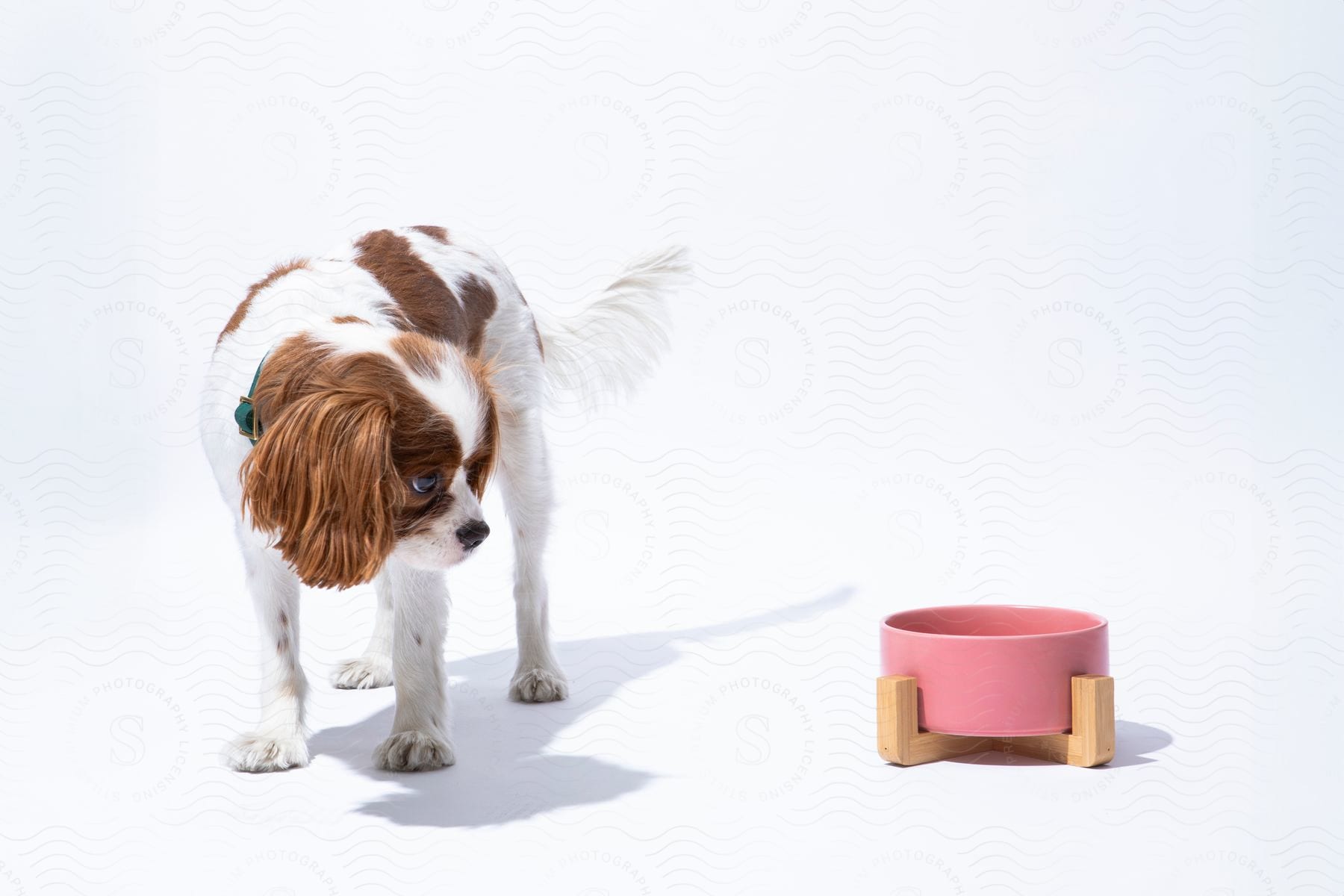 A dog stands next to a pink bowl on a white background, elevated by a wooden stand.