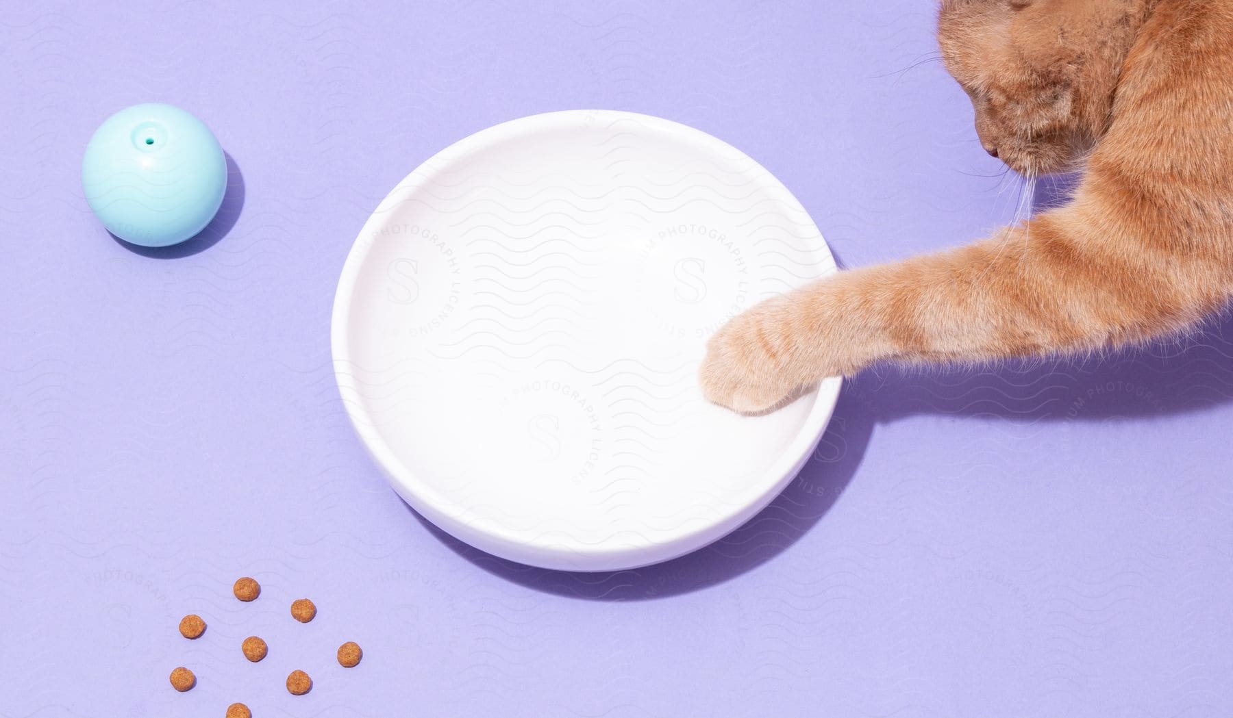 An orange cat reaches out its paw to touch a round white dish with other objects placed nearby.