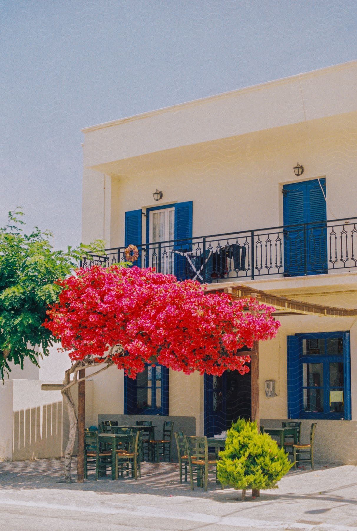 A Spanish modern house with blue doors and shutters accompanied by set of chairs and pink tree at the front of the house.