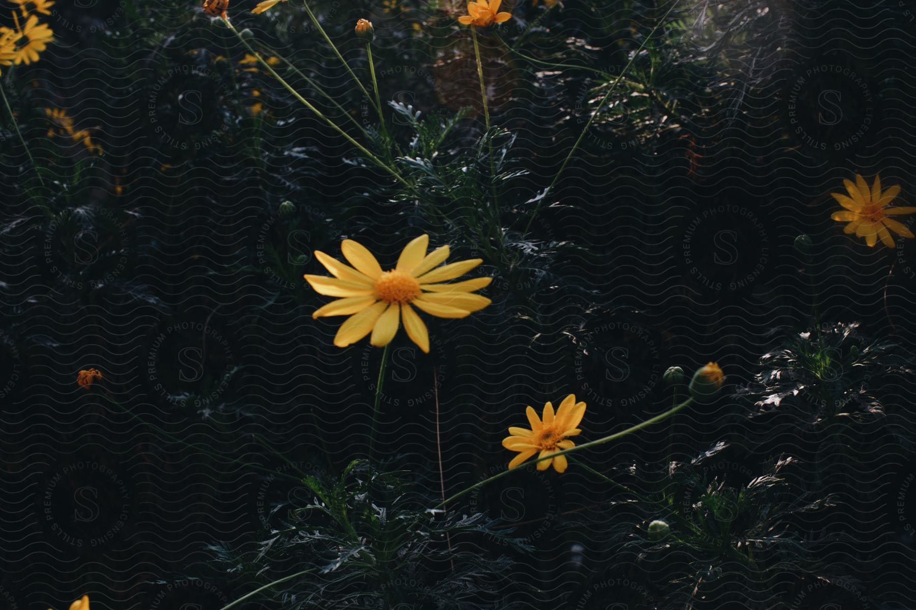 Yellow daisies growing in bushes.