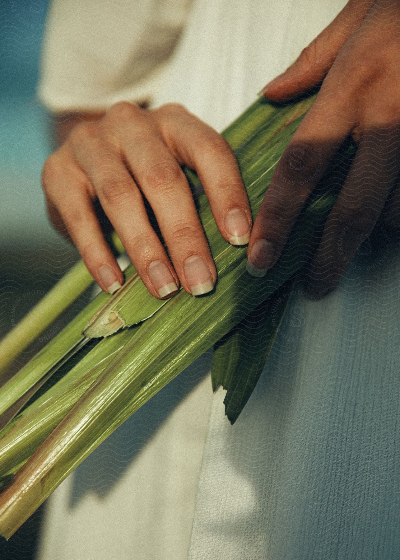 A women is holding a green plant with her hands.