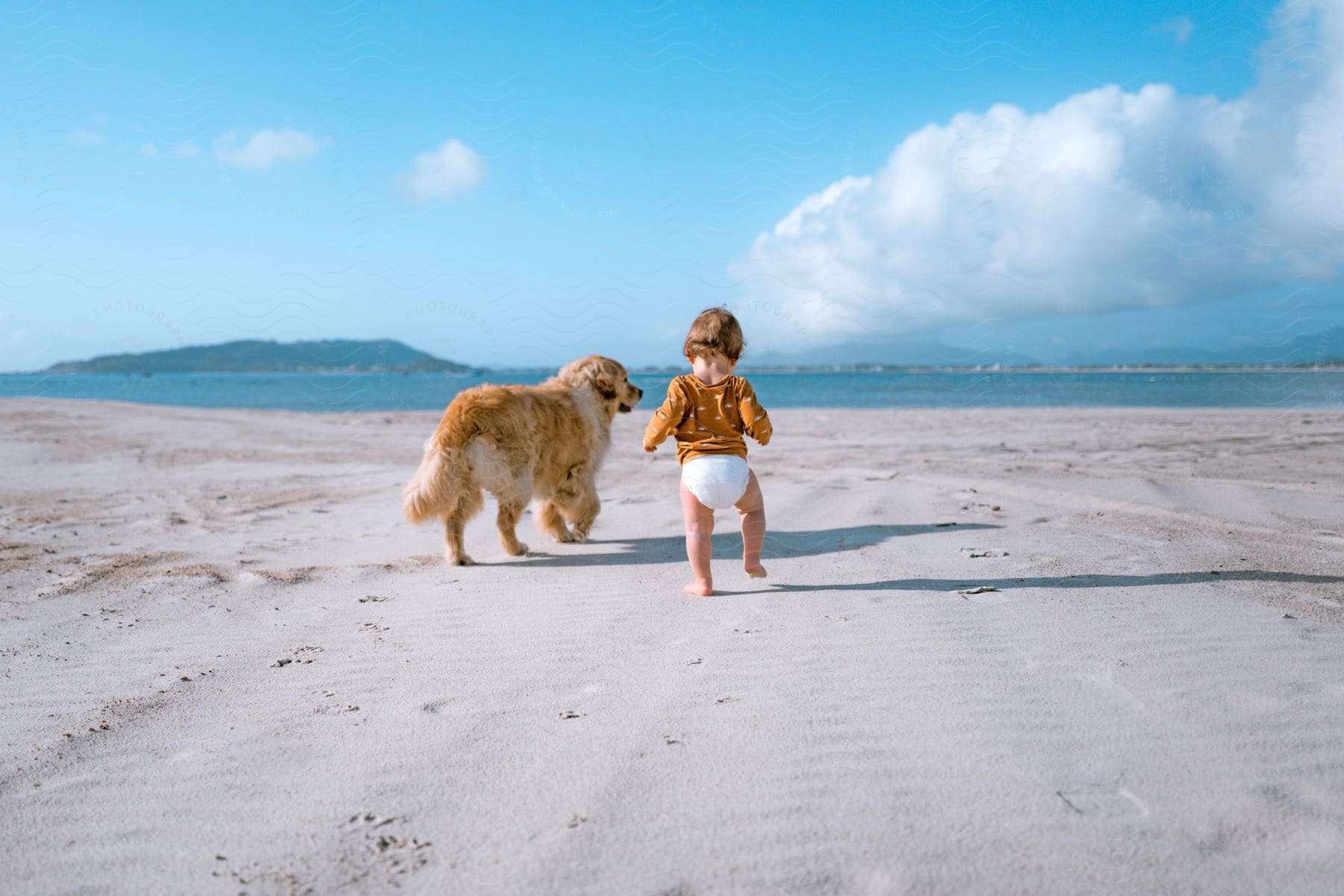 A toddler wearing a diaper and a shirt is walking barefoot on the beach with a pet dog