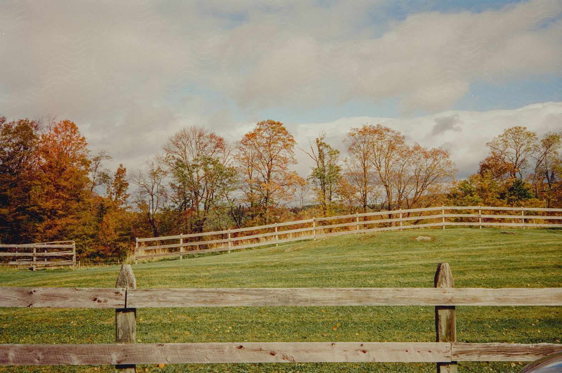 A grassy field with some fences and behind it there are several leafless trees.