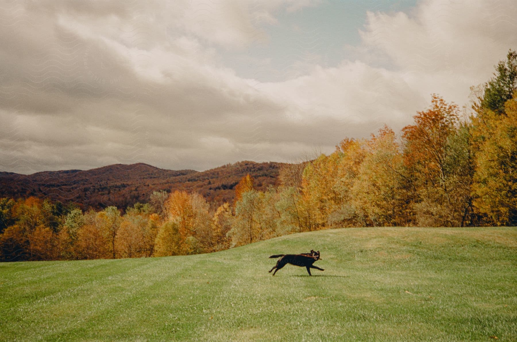 A black dog is running across the grass with a forest of trees in fall colors and mountains in the distance
